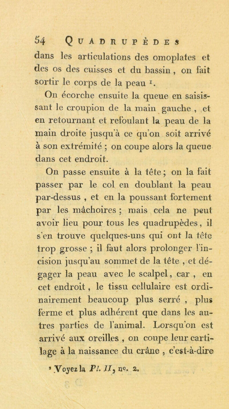 dans les articulations des omoplates et des os des cuisses et du bassin , on fait sortir le corps de la peau I. On écorche ensuite la queue en saisis- sant le croupion de la main gauche , et en retournant et refoulant la peau de la main droite jusqu’à ce qu’on soit arrivé à son extrémité ; on coupe alors la queue dans cet endroit. On passe ensuite à la tête ; on la fait passer par le col en doublant la peau par-dessus , et en la poussant fortement par les mâchoires ; mais cela ne peut avoir lieu pour tous les quadrupèdes, il s’en trouve quelques-uns qui ont la tête trop grosse ; il faut alors prolonger 1 in- cision jusqu’au sommet de la tête , et dé- gager la peau avec le scalpel, car , en cet endroit, le tissu cellulaire est ordi- nairement beaucoup plus serré , plus ferme et plus adhérent que dans les au- tres parties de l’animal. Lorsqu’on est arrivé aux oreilles , on coupe leur carti- lage à la naissance du crâne , c’est-à-dire