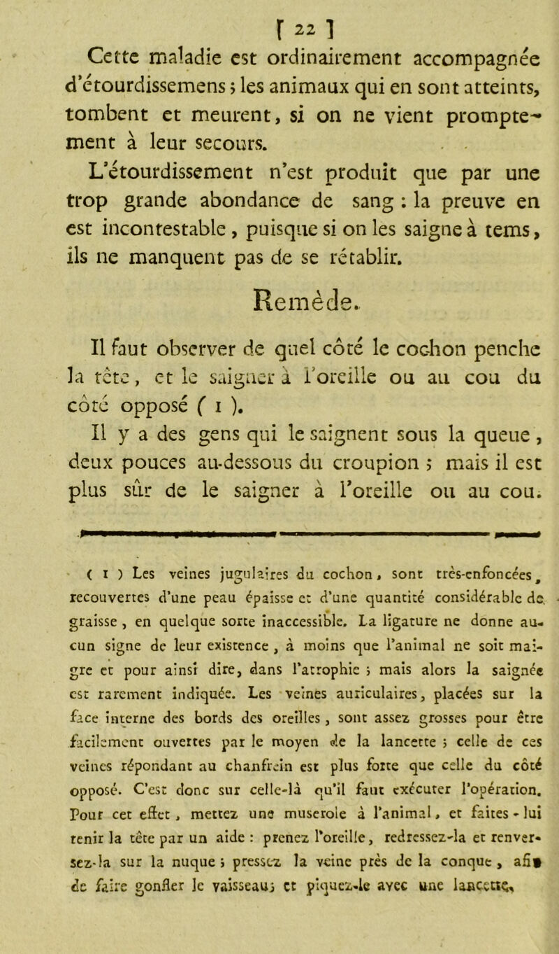 r 221 Cette maladie est ordinairement accompagnée ci etourdissemens ; les animaux qui en sont atteints, tombent et meurent, si on ne vient prompte- ment à leur secours. L’étourdissement n’est produit que par une trop grande abondance de sang ; la preuve en est incontestable, puisque si on les saigne à tems, Ils ne manquent pas de se rétablir. Remède. Il faut observer de quel côté le coc-hon penche la tete, et le saigner à l'oreille ou au cou du côté opposé ( i ). Il y a des gens qui le saignent sous la queue, deux pouces au-dessous du croupion ; mais il est plus siir de le saigner à l’oreille ou au cou. ( i ) Les veines jugulaires du cochon, sont très-enfoncées, recouvertes d’une peau épaisse e: d’une quantité considérable de. graisse , en quelque sorte inaccessible. La ligature ne donne au- cun signe de leur existence , à moins que l’animal ne soit mai- gre et pour ainsi dire, dans l’atrophie ; mais alors la saignée est rarement indiquée. Les veines auriculaires, placées sur la face interne des bords des oreilles , sont assez grosses pour être facilement ouvertes par le moyen de la lancette ; celle de ces veines répondant au chanfrein est plus forte que celle du côté opposé. C’est donc sur celle-là qu’il faut exécuter l’opération. Pour cet effet, mettez une muserole à l’animal, et faites - lui tenir la tête par un aide : prenez l'oreille, redrcssez-la et renver- sez-la sur la nuque ; pressez la veine près de la conque , aSt de faire gonfler le vaisseau; et piquez-le avec une laacettç.