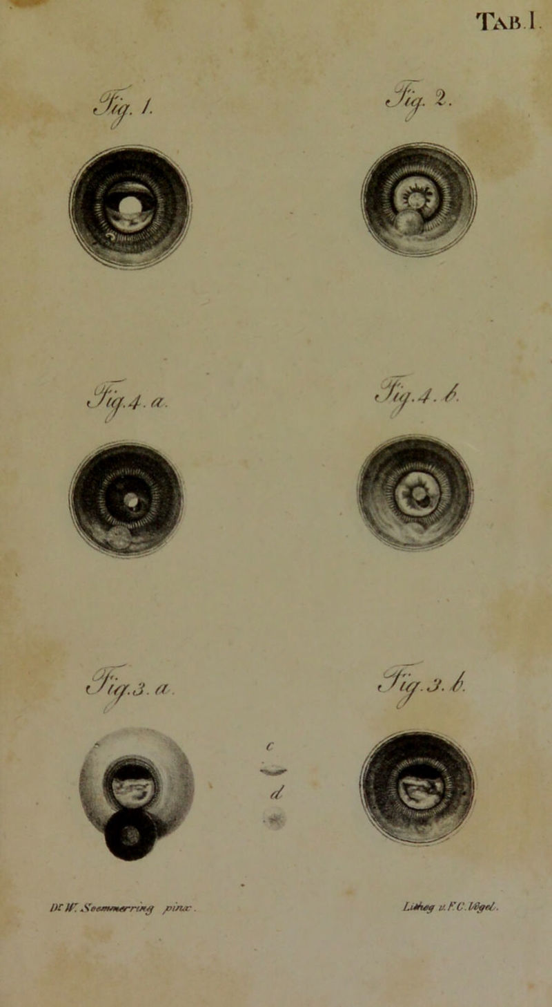 Tab I />.r U : Seemmarrüig jnina'. I.iäwtf i/. FC JAkfe/,.