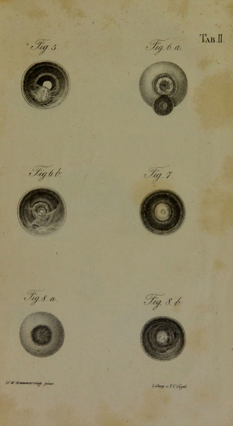 D-r frrvMf. pvu\ Lidutg. v FCl/ifjfl