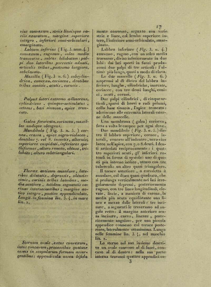 rius eonvexmn striis linei sq ite va- ti is exavatwn, margine superiore integro , inferiori scmi-orbiculari, emarginato. Labium inferius ( Fig. 3. num.4. ) convexum , riigosutn , solco medio transverso , sublus bilobatum : /jn/- ywi r/«o lateribus porrectis aditati, articulis tribas ,,postremo longiore, subclavalo- Maxilla ( Fig. 3 n.6.) subcjlin- dri ca , convexa, coriacea , denlibus tmbus conicis , acutis , corneis . Pai pus latori extremo adhaerèns, cylindricits , quìnque-arliculatus , selosus , ènsù sinuosa , apice triui- calo. Galea fornicala-, coriacea, maxil- las un di (pie oblegens.. Mandibula ( Fig. 3. n. 5. ) co/’- , crassa , apice nigro-violaceo , denlibus j. ye/ 8. insertis, alternisi superiores cuspidali, inferiores spa- thiformes , altero remolo, obtuso , £ri- lobalo ; altero sub tri a ligulari. Tho rax antieiun annidare , /afe- ribus dilalatis , depressis r obesis- simi s , carinis tnbus laevibus , //w?- dia acutiore , totidem segmentis ca- rdias i/it er secati liba s ; margine an- tico integro , postico appenclidilato. Longit.iufoemina Un. in mare Un.- 2.. Sternuta ovale , cxtus convexum r inlus concavum, processibus quatuor osseis in scapularum formata assur- gentibus : appendicula ossea bifida r? . mente convesso, segnato con varie strie e linee, col lembo superiore in- tero, l'inferiore semi-orbicuiato, smar- ginato O Labbro inferiore (Fig. 3. n. 4-} convesso , rugoso ,con un solco medio trasverso , diviso inferiormente in due lobi : dai lati sporti in fuori produ- colisi due palpi di tre articoli : l’ul- timo piìr lungo, quasi a modo di clava. Le due mascelle ( 3. «. 6. ) scopro usi al di dietro del labbro in- feriore-, lunghe, cilindriche, inarcate,, coriacee , con tre denti lunghi, coni- ci , acuti , cornei. Due palpi cilindrici , di cinque ar- ticoli , sparsi di brevi e radi peìuzzi, colla base sinuosa , L’apice troncato : aderiscono alle estremità laterali ester- ne delle mascelle. Una. membrana ( galea ) coriacea ,, fatta a volta le cuopre per ogni dove. Due mandibole ( Fig. 3. n. 5.) die- tro il labbro superiore, cornee , la- terali , concave all’indentro , nero-vio- lacee nell’apice,con y.o 8.denti, [den- ti articolati reciprocamente : i quat- tro superiori acuti, gl’ inferiori ro- tondi informa di spatola': uno di que- sti più intento isolato , ottuso con tre tubercoli-: un. altro quasi triangolare. Il torace anteriore , 0 corsaletto è annoiare, col disco quasi quadrato, che si prolunga verticalmente nei lati irre- golarmente depressi, posteriormente rugoso, con. tre linee longitudinali, ele- vate , liscie, a maniera di carena, la media più. acuta equidistante una li- nea e mezzo dalle laterali : tre inci- sore- 0 segmenti le traversano ad an- golo retto : il margine anteriore sen za incisore, curvo, lineare , poste- riormente angoloso, per una piccola appendice- connesso col torace poste- riore, lateralmente ottusissimo. Lungo nelle femmine Un. 3. nel maschio liti?. 2- Lo sterno nel suo insieme descri- ve un. ovale convesso al di fuori, con- cavo al di dentro: nella sua parte interna trovansi quattro appendici os-
