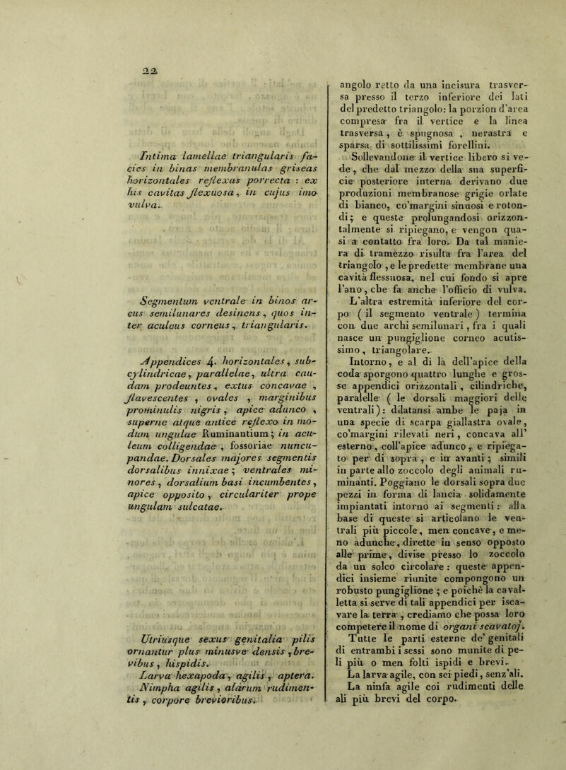 Intima lamellae triangularis fa- cies in binas rnembranulas griseas horizontales rejlexas porrecta : ex his cavitas Jlcxuosa, in cujus imo vulva.. Segmentimi ventrale in binos ar- cus semilunarcs (lesinens, quos Ul- te/' aculcus corneus, triangularis. ppendices J\. horizontales, sub- cylindricae, parallelae, ultra cau- darn prodeuntes, extus concavae , Jlavescentes , ovales , marginibus prominulis nigris, apice adunco , superne atque a/itice rejlexo in mo- dula ungulae Ruminantium; in acu- leuni colligendae , fossoriae nuncu- pandae. Dorsales majores segmentis dorsalibus innixae ; ventraia mi- nores , dorsalium basi incumbentes, apice opposilo, circulariter prope ungulam sulcatae. Ulriusque sexus genitalia pilis ornantur plus mimtsve densis , bre- vibus , hispidis. Larva hexapoda , agilis , aptera. JYimpha agilis, alaruni rudimen- tis , corpore brevioribus. angolo retto da una incisura trasver- sa presso il terzo inferiore dei lati del predetto triangolo: la porzion d’area compresa fra il vertice e la linea trasversa , è spugnosa , nerastra e sparsa di sottilissimi forellini. Sollevandone il vertice libero si ve- de, che dal mezzo- della sua superfi- cie posteriore interna derivano due produzioni membranose grigie orlate di bianco, co’margini sinuosi e roton- di; e queste prolungandosi orizzon- talmente si ripiegano, e vengon qua- si a contatto fra loro. Da tal manie- ra di tramezzo risulta fra l’area del triangolo ,e lepredette membrane una cavità flessuosa, nel cui fondo si apre l’ano, che fa anche l’olficio di vulva. L’altra estremità inferiore del cor- po ( il segmento ventrale ) termina con due archi semilunari, fra i quali nasce un pungiglione corneo acutis- simo, triangolare. Intorno, e al di là dell’apice della coda sporgono quattro lunghe e gros- se appendici orizzontali , cilindriche, paralelle ( le dorsali maggiori delie ventrali): dilatatisi ambe le paja in una specie di scarpa giallastra ovale, co’margini rilevati neri , concava all’ esterno, coll’apice adunco , e ripiega- to per di sopra, e in avanti; simili in parte allo zoccolo degli animali ru- minanti. Poggiano le dorsali sopra due pezzi in forma di lancia solidamente impiantati intorno ai segmenti: alla base di queste si articolano le ven- trali più piccole, men concave, e me- no adunche, dirette in senso opposto alle prime, divise presso lo zoccolo da un solco circolare : queste appen- dici insieme riunite compongono un robusto pungiglione ; e poiché la caval- letta si serve di tali appendici per isca- vare la terra , crediamo che possa loro competere il nome di organi scavatoj. Tutte le parti esterne de’genitali di entrambi i sessi sono munite di pe- li più o men folti ispidi e brevi.- La larva-agile, con sei piedi, senz’ali. La ninfa agile coi rudimenti delle ali più brevi del corpo.