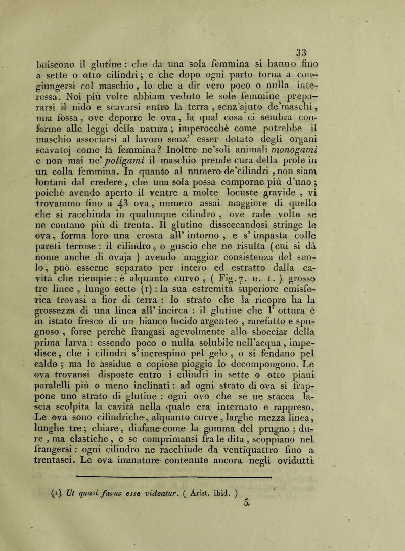 buiscono il glutine r che da una sola femmina si hanno fino a sette o otto cilindri ; e che dopo ogni parto torna a con- giungersi col maschio, lo che a dir vero poco o nulla inte- ressa. Noi più volte abbiam veduto le sole femmine prepa- rarsi il nido e scavarsi entro la terra , senz’ajuto de’maschi, una fossa, ove deporre le ova, la qual cosa ci sembra con- forme alle leggi della natura ; imperocché come potrebbe il maschio associarsi al lavoro senz’ esser dotato degli organi scavatoj come la femmina? Inoltre- ne’soli animali monogami e non mai ne’ poligami il maschio prende cura della prole in un colla femmina. In quanto al numero de’cilindri , nonsiam lontani dal credere, che una sola possa comporne più d’uno ; poiché avendo aperto il ventre a molte locuste gravide , vi trovammo fino a 43 ova, numero assai maggiore di quello che si racchiuda in qualunque cilindro , ove rade volte se ne contano più di trenta. Il glutine disseccandosi stringe le ova, forma loro una crosta all’intorno, e s’impasta colle pareti terrose: il cilindro, o guscio che ne risulta (cui si dà nome anche di ovaja ) avendo maggior consistenza del suo- lo, può esserne separato per intero ed estratto dalla ca- vità che riempie : è alquanto curvo , ( Fig. 7. 11. 1. ) grosso tre linee , lungo sette (1) : la sua estremità superiore emisfe- rica trovasi a fior di terra : lo strato che la ricopre ha la grossezza di una linea all’ incirca : il glutine che 1’ ottura è in istato fresco di un bianco lucido argenteo , rarefatto e spu- gnoso , forse perchè frangasi agevolmente allo sbocciar della prima larva : essendo poco o nulla solubile neH’acqua, impe- disce , che i cilindri s’increspino pel gelo , o si fendano pel caldo; ma le assidue e copiose pioggie lo decompongono. Le ova trovansi disposte entro i cilindri in sette o otto piani paralelli più o meno inclinati : ad ogni strato di ova si frap- pone uno strato di glutine : ogni ovo che se ne stacca la^- scia scolpita la cavità nella quale era internato e rappreso. Le ova sono cilindriche, alquanto curve , larghe mezza linea, lunghe tre ; chiare, diafane come la gomma del prugno ; du- re , ma elastiche , e se comprimansi fra le dita , scoppiano nei frangersi : ogni cilindro ne racchiude da ventiquattro fino at trentasei. Le ova immature contenute ancora negli ovidutti: (a); Ut quasi favus esse videatur. ( Arist. ibid. ) s /