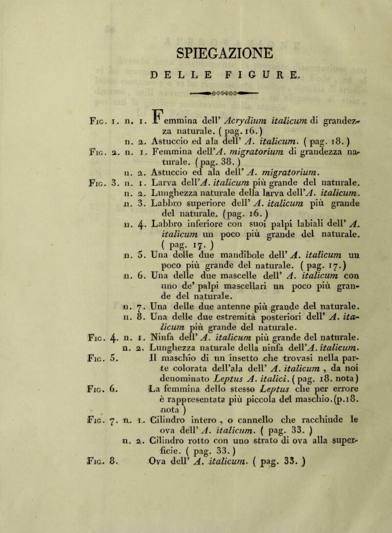 SPIEGAZIONE DELLE FIGURE, Fig. i . n. i. Femmina dell’ Acrydium ìtalìcum di grandez- za naturale. ( pag. 16.) n. a, Astuccio ed ala dell’ A. italicum. ( pag. 18. ) Fig. a. n. i. Femmina dellLL migratorium di grandezza na- turale. (pag. 38. ) n. a. Astuccio ed ala dell* A. migratorium. Fig. 3. n. i. Larva delibi. italicum più grande del naturale. n. a. Lunghezza naturale della larva delibi, italicum. n. 3. Labbro superiore dell’ A. italicum più grande del naturale, (pag. ió. ) il. 4- Labbro inferiore con suoi palpi labiali dell’ A. italicum un poco più grande del naturale. ( Pag- n- ) n. 5. Una delle due mandibole dell’ A. italicum un poco più grande del naturale. ( pag. 17.) n. 6. Una delle due mascelle dell’ A. italicum con uno de* palpi mascellari un poco più gran- de del naturale. 11. 7, Una delle due antenne più grande del naturale, n. 8. Una delle due estremità posteriori dell’ A. ita- licum più grande del naturale. Fig. 4* 11 • l - Ninfa dell’ A. italicum più grande del naturale. n. a, Lunghezza naturale della ninfa delYA. italicum. Fig. 5. Il maschio di un insetto che trovasi nella par- te colorata dell’ala dell’ A. italicum , da noi denominato Leptus A. italici, (pag. 18. nota) Fig. 6, La femmina dello stesso Leptus che per errore è rappresentata più piccola del maschio.(p. 18. nota ) Fig. 7. n, 1,. Cilindro intero , o cannello che racchiude le ova dell’ A. italicum. ( pag. 33, ) n. a. Cilindro rotto con uno strato di ova alla super- ficie. ( pag. 33.) Ova dell’ A. italicum. ( pag. 33. ) Fig, 8.