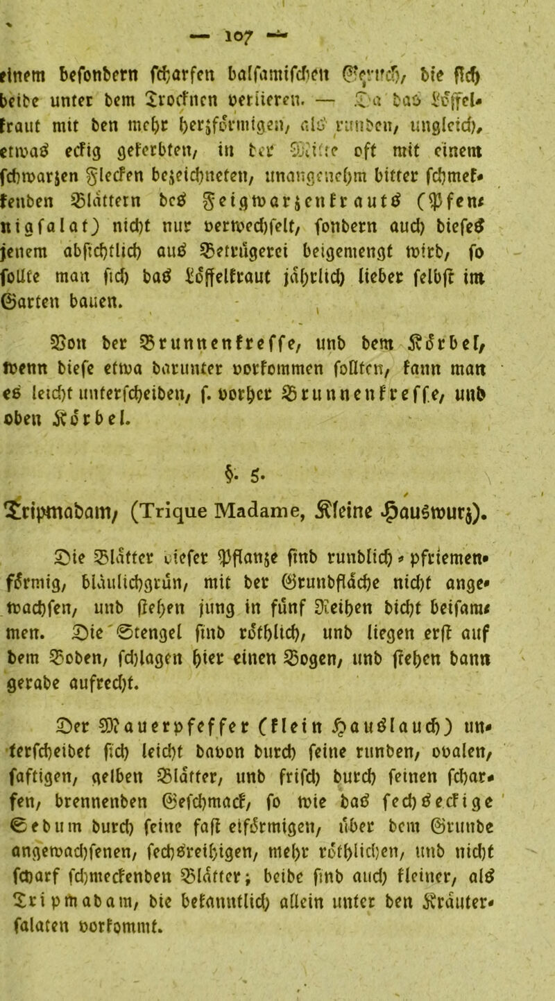 einem befonbern fitfcarfen balfamtfdiett ©$rt?dfj, bie fldj bcibe unter bem Srocfncn rerlieren. — £ a bas l'oifel» fraut mit ben mehr herdförmigen, als' runben, ungleich# ettraö ecfig geferbten, in bei* €0citrc oft mit einem fdnrarjen glecfen bc^eid>ttcfct!, unangenehm bitter fdjmef» fenben Blattern beg geigtrarjenf r auttf ($fcn< niafalat) nid)t nur rertredjfelt, fonbern aud) biefe$ jenem abftcbrlid) auä Betrügerei beigemengt tpttb, fo follte man ft cf) batf lioffelfraut jä&rlid) lieber felbft im ©arten bauen. Bon ber Brunnenfreffe, unb bem 5vi5rber, trenn biefe etma barunter rorfommen foflfcn, fattn matt es letd)t unterfd)eiben, f. rorbet Brunnenfreffe, uub oben Vorbei. §• 5* - / !£ripmaöam/ (Trique Madame, kleine $au$trur$). Sie Blatter liefet ^Jflanje ftnb runblidj*Pfriemen» fdrmig, bläuliebgrün, mit ber ©tuttbfldcbe nid)t ange» traebfen, unb lieben jung in fünf Reiben bicfyt beifara« men. Sie Stengel ftnb rotblicb, unb liegen erfl auf bem Boben, fdjlagen fym einen Bogen, unb flehen bann gerabe aufredjt. Ser Mauerpfeffer fflein jpattölaudj) tm» terfd)eibet ftd) leidet bapon burd) feine runben, oralen, faftigen, gelben Blatter, unb frifd) burd) feinen fd)ar* fen, brenneitben ©efcljmacf, fo trie bad fecbtfecFige €5ebum burd) feine fafl eiförmigen, über bau ©ruttbe angetraebfenen, feebäreibigen, mehr rotl>licl)en, unb nid)t feparf fd)ntecfenben Blatter; beibc ftnb aud) Heiner, ald Sri prttabara, bie betanntlid) allein unter ben trauter« falaten rorfomnit.