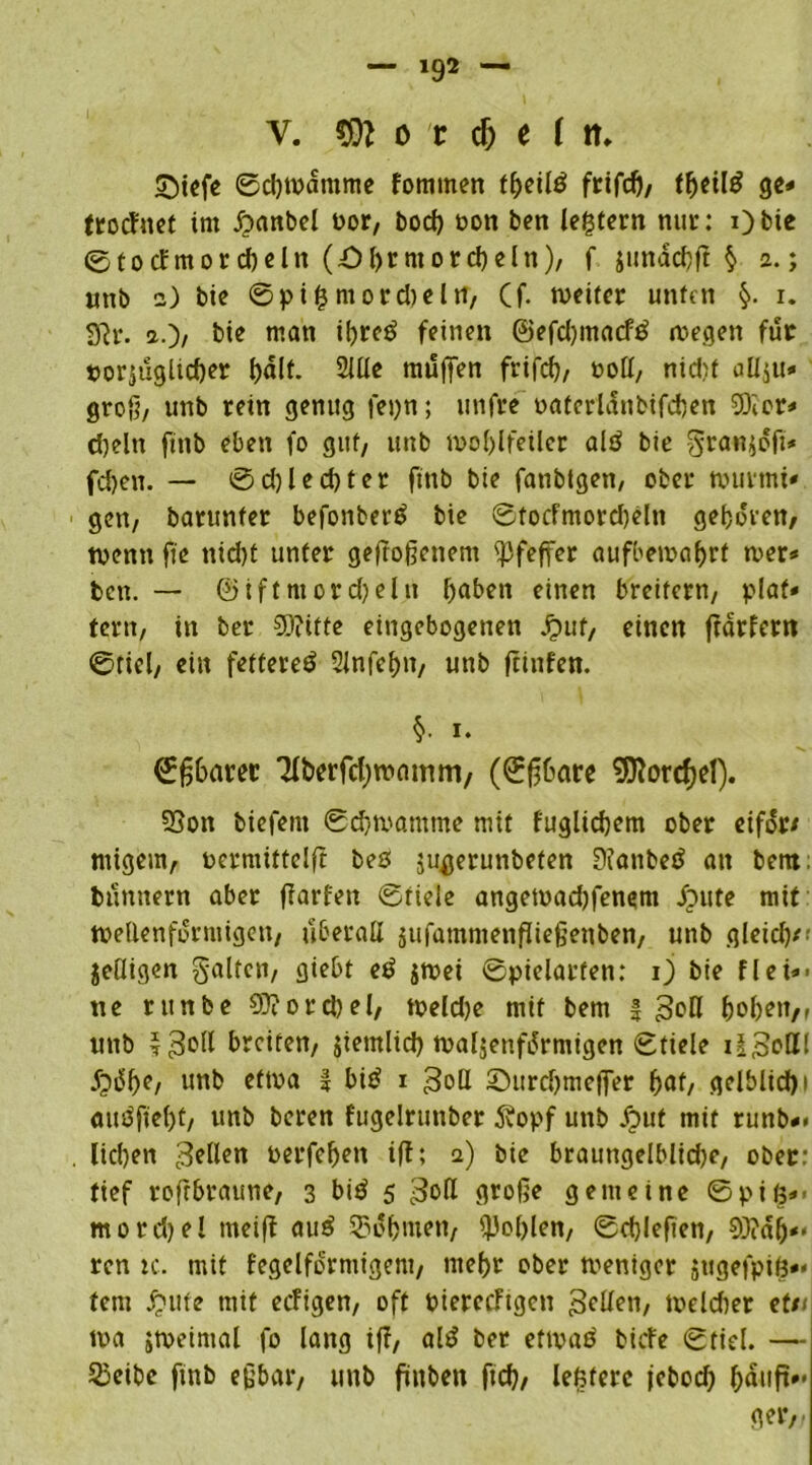 V. 9)} o t cf) e f tt. triefe ©chwdmme fornmen f^eilö frifdj, f^cüö ge* trotfnet im £>anbel Por, boch Pon ben leßtern nur: i)bte ©tocfmorcbeltt (ö&rmorc&eln), f sunacbf? § 2.; unb 2) bie ©pißmordjeltf, Cf- weiter unten 1. 3?r. a.)/ bie matt ibreö feinen ©efdjmacftf wegen für porjuglicßer f>dlf. Sille muffen frifcß, roß/ nid)t oUju* grofi, unb rein genug fepn; unfre paterldnbifcben Sföor* d)dtt fttib eben fo gut, unb wohlfeiler altf bie granjofi* fdjen. — 0d)lechter ftttb bie fanbtgen, ober wurmt* gen, barunfer befonberß bie ©tocfmordjeln geboren/ wenn fte nid)t unter gefroßenem Pfeffer aufbewaßrt wer* ben. — ©iftmordjeln haben einen breitem, plaf* terit, in ber ©litte eingebogenen jjut, einen ftdrfertt ©fiel, ein fettereö 2infcf>n/ unb fetnfen. §• 1. ©fjbaret Tlberfcbwaimri, (©ßbare 9ftorcf)el). 93on biefent ©cbwamme mit fuglidjem ober eifdr/ migem, permittelf? bes jugerunbeten DJanbeö an bent; bunnern aber flarfen ©fiele angewadjfenem £>ute mit wellenförmigen, überall jufammenßießenben, unb gleich*' jeüigen galten, giebt eß jwei ©pielarfen: 1) bie flei*> ne rttnbe 9Jiotd)el, weldje mit bem | Soll hoben,, unb 530H breiten, jiemlid) waljenfdrmigen ©fiele li^olll ^dhe, unb etwa f biß 1 3olI ©urdjmeffer huf, gelblid)i außfiebt, unb beren fugelrunber j?opf unb £>ut mit runb*. . liehen 3eßen Perfeßen ift; a) bie braungelblidje, ober: tief roftbraune, 3 biß 5 3oß große gemeine ©piß*, morcßel tneiff auß Böhmen, fohlen, ©chlefien, ©?dß** ren tc. mit fegelfdrmigent, mehr ober weniger sttgefpiß** fern £ute mit eefigen, oft piereeftgen Reifen, weldter et/< wa jweimal fo lang iff, alß bet etwaß tiefe ©fiel. — S3eibe ftnb eßbar, unb fünben ftch, leßterc jetod) häuft** ger,,