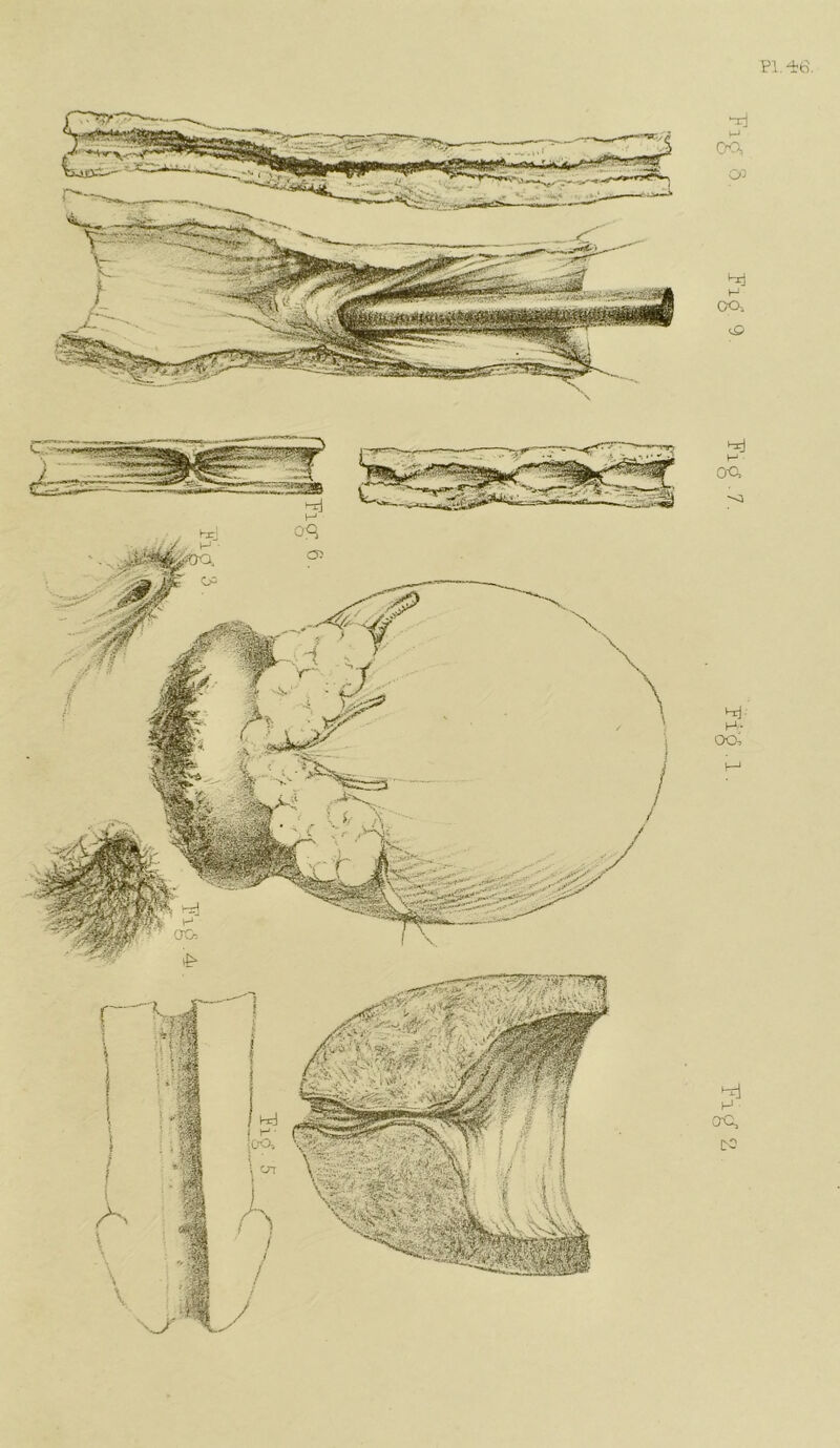 PI. 46.