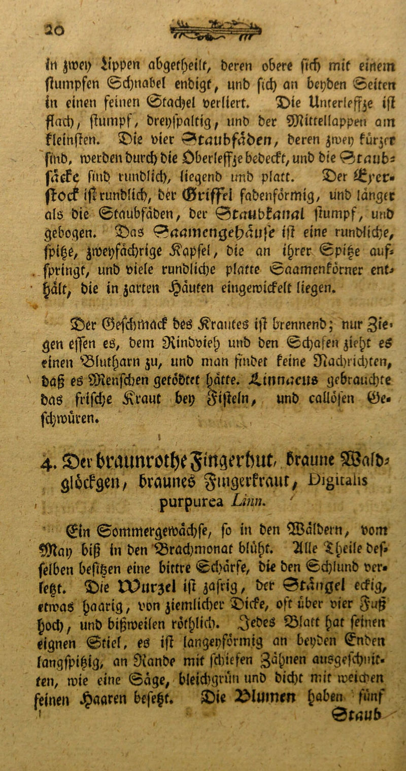 Jti Jtpei) Rippen abgefljeilf, bereu obere ficfj mit einem ßumpfen ©djnabel enbigf, unb fid) an bepben 'Seifert in einen feinen 0fad)el perliert. Die Unterleffje iß füad), ßumpf, brepfpaltig, unb ber 9ftitteIIappen am fleinßen. Die Pier ^tmibfdben, beren jwep fürder fmb, werben burd) bie Dberleffjebebecff,unb bie&taub* fäcfe fmb runbltd), liegenb unb platt. Der ££pet> flöcf ijtrunblid), ber (Bviffei fabenformig, unb langte als bie ©taubfaben, ber &taubtanal llumpf, unb gebogen. Das ^aanienge^äufe ijl eine runblicbe, fpife, jwepfdd)rige ^apfel, bie an if)rer ©pife auf* . fptingf, unb Piele run&licpe platte ©aamenforner ent* §a(t, bie in jarten Jpdufen eingewtcfelf liegen. Der ©efd)rtidcf bes trautes ijl brennenb; nur 3ie* gen ejfen eö, bem Dvinbpief) unb ben 0d)afen $iej)t e$ einen s2Mutf)arn $u, unb man fmbet feine 3>cad)rid)ten, bdß eö Sftenfcben gefd&fet fjatte. JUmacii* gebraud)te baö frifd;e Äraut bep gißeln, unb caüdfen 0e. fdjwuren. 1 ■ • ‘ 4. ©er braunrot^ Singerbut-ßraune ©«(tu glöcfgen/ ßvauneö gmgerfraur, Digitalis , purpurea Lmu ' ©n ©omntergetpddjfe, fo in ben SfÖdlbern, Pom fÖim; biß in ben '$3rad)monaf blufjt. lüle tfieile bef» felben befißen eine bittre ©d>drfe, bie ben ©cfjfunb Per. fegt. Die IXhlt^el iß ^afrig, ber ©t&rgel eefig, etwas paarig, von jiemlid)er Dnfe, oft über Pier guß £od), unb bißweilen rdf&ltd). ßtip* &at fdnrn eignen ©tief, es iß langepfdrmig an bepben ©iben (angfpigig, an Dianbe mit fdßefen gdgnen ausgefdjmt- fen, wie eine ©dge, bfeiebgrun unb bid)t mit weichen feinen Jpaaren befegt. Die Blumen gaben fünf ' &taub