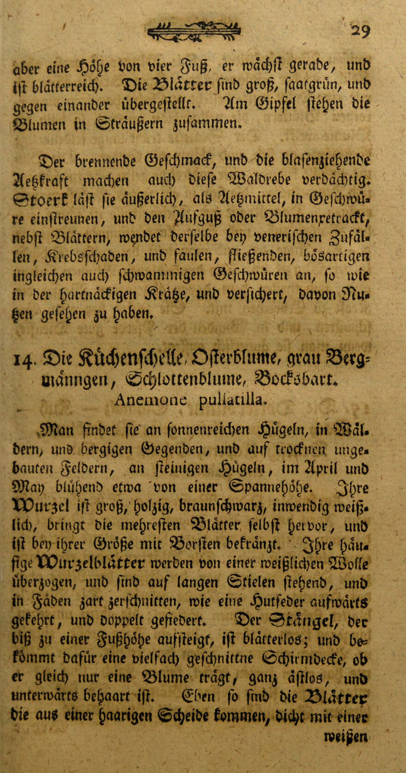 uu.-.~~93iC-Vi, / 06er eine $o[je t?on hier gug, er trdc^fl gerate, unb ||t blatferreid). ^)te ibiältct ftnb groß, faafgrün, unt> gegen einattber ubergefiellr. lim ©ipfel fielen bie Blumen in ©frdußern jufammen. SDer brennenbe ©efebmaef, unb bie blafenjiehenbe 2(e|fraft madjeti aud) biefe ^Baibrebe terbddftig. 0toerf lag fie dußerlid), als 2fe$mitte(, in ©efd)ttü* re emflreunen, unb ben $ufguß ober £3lumenpetracff, nebji flattern, ro^nbec berfelbe bet? tenerifdjen SufaU Ten, $Yebs'fd)aben, unb faulen, ßießenben, bösartigen tngleicben aud) ftbttammigen ©efd)n>üren an, fo u>ie in ber fxirtndcfigen ^rd§e, unb terfteberf, baton Stu¬ fen gefeiten 5U haben. / . v- : ' • _ ' '* {j A 14.£>ie ^£td)cnf4u’tte, Oflev6füme, ^vau £krg= öidtingen, ©djlotten&Iume, Socfä&att. Anemone puiutilia. / $ftan ßnbet fie an fonnenreid)en Jpugeln, in s28aU bern, unö bergigen ©egenben, unb auf rrotftren. unge- baufen gelbern, an jletuigen Jpügeln, im 2ipril unb 9Jla\) biübenb etwa 'ton einer ©pannef)Oi)e. g()re XX)ut‘3cl iß groß,’ holjig, braunfdjttarj, imtenbig weiß, lid), bringt bie mehreren glatter felbjl {jetoor, unb i|l bep ihrer ©roße mit Werften befranst. Ijjfjre häu¬ fige XParjelblatter werben ton einer weißlidjen 2Bolle überzogen, unb ftnb auf langen ©fielen ßehenb, unb in gaben jarf $erfd)nitten, ttie eine Jjputfeber aufwärts gefeiert, unb Doppelt gefiebert. $5er 0MngeI, ber biß $u einer gußl)6l)e auffieigf, iß blätterlos; unb be= fommt bafür eine tielfad) gefcbniftne ©d)irntbeefe, ob er gleid) nur eine QMume tragt, ganj dßlos, unb unterwärts behaart iß. ©ben fo ftnb bie ISlattet bie aus einer paarigen @$eibe fommen, Dicht mit einer weigert