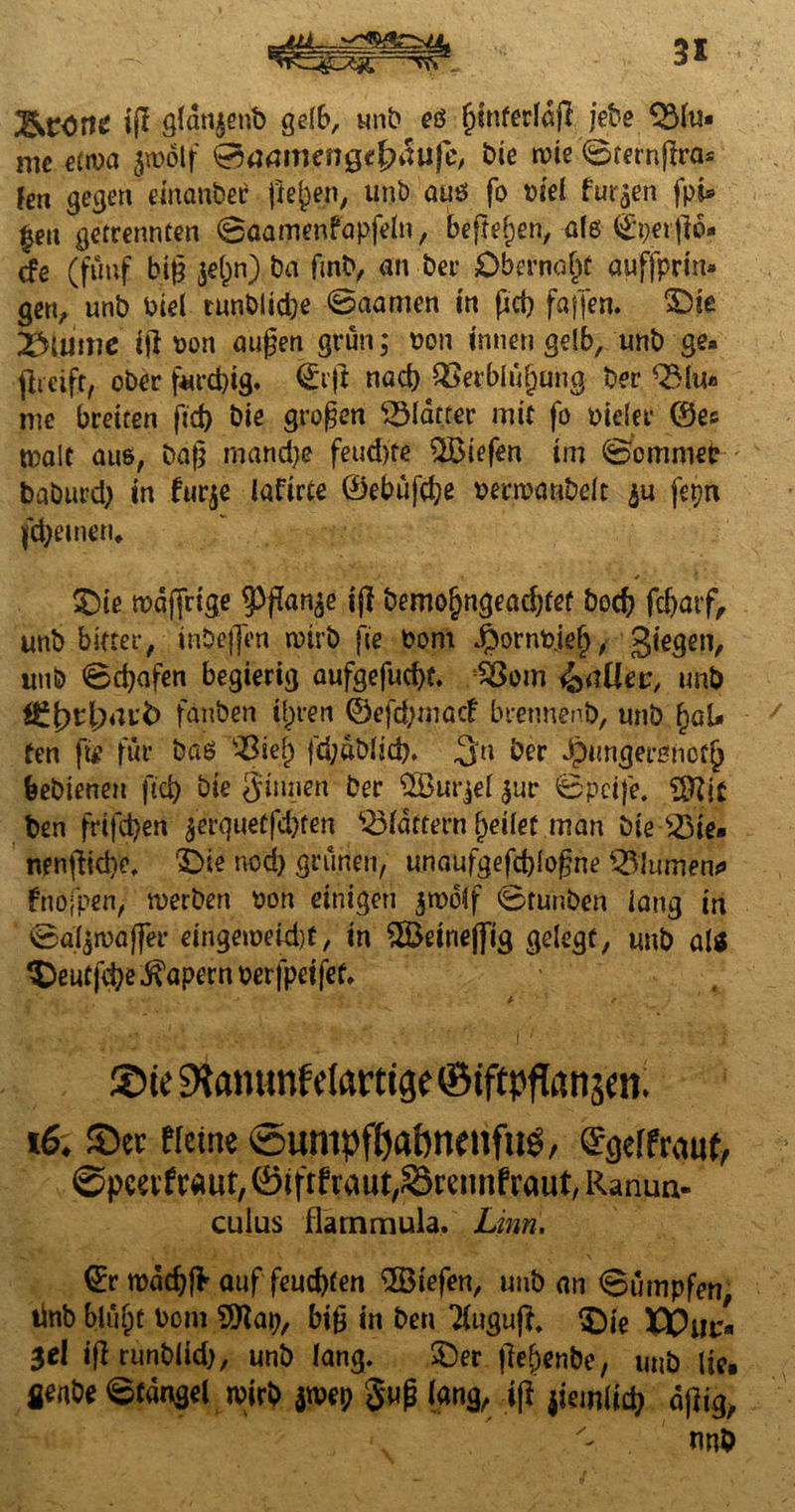 3* i(! glanjenb gelb, unb eö fjinferldgjebe 5Mu- mc etwa pölf 0tfmnen0e|wufe, bie rote 0terngras Jen gegen einanbec flehen, unb auö fo oiel furzen fpi* £en getrennten ©aamenfapfeln, befielen, als ©petgo« cfe (fünf big $e()n) Da fmb, an bei Dbcrnohf auffprin* gen, unb Piel tunblicbe @aamen in gct) fagen. 2Di$ 23iumc ig von äugen grün; pon innen gelb, unb ge« greift, ober furchig. €tg nach QSerblüfjtmg ber QMu« nie breiten fid) bie grogen gMatter mit fo Meier ©es malt aus, bag manche feud)fe liefen im ©ommep ; baburdj» in fur$e laftrte ©ebüghe peripanbdt $u fepn fd)einen* £)ie tpqjjrtge 5)gan$e ig bemo^ngea^fef hoch fdjaif, unb bitter, inb^jpn wirb ge Pom Jpornpjef), giegen, unb ©djafen begierig aufgefucht. :$8om %<tüev, unb fänben ii;ren ©efd)mac£ bretmenb, unb (jal« fen ft* für baß 93ie() fd;abiid). 3n bet Jptmgerßnof^ feebienen gd) bie ginnen ber Qßurjel $ur ©pcife. ^ftit ben frifdjen $erqueffchten Gattern feilet man bie s23ie« nengidie, £)ie nod) grünen, unaufgefdgogne Blumen* fnofpen, werben pon einigen $tpolf 0tunben iang in ©a^waffer eingeweid)t, in $Öeine([tg gelegt, unb a(ß ^beutfdje kapern perfpetfef» ©te 9tammfe(artige ©tfitpffanjm; 16. ©er Heine @umpfl)abnmftte, ©geffreutf, ©pcevfraut, ©tftfraut,Sramfrai*t, Ranun- culus flammula. Lim. ©r tpdchj* auf feuchten liefen, unban Rümpfen tinb blüf)t Pom big in ben Tfugug«, $)ie VOiuz» $el igrunbiid), unb lang. $)er gejjenbe, unb lie. fienbe ©tangel wirb jwep gug lang, ig |tcm(td^ dgig, . twb