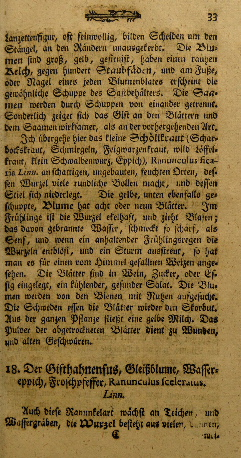 1 'fff lanjettenfigur, oft feinwollig, bilben Scheiben um ben <6tdngel, an ben SKdnbern utiaußgeferbr* '£)te 23hl* me» finb grofj, gelb, geftrniff, f;aben einen rauben 2Selcj>, 3*9«* £>unbert Staubfaden, unb am 3*u^/ ober £ftagel eineß jeben $3lumenblateß etfd;eint Oie gewdljnlidje ©ebuppe beß 0aftbel)dlferß. 2Dte 0aa- men werben bureb 0d)uppen pon einanber getrennt ©onberlid) $eiget ftd) baß ®ift an ben flattern und t>em ©aamen wirf famer, alß an ber por^etge^enben 2(rf* übergebe l)ier baß fleine 0d)6llfraut (©cba^ fcocfßfraut, 0d)mirgeln, geigwar^enfraut, wilb idffef- frauf, flein 0d)walbenwur$, ©ppid;)/ Ranunculus fica- ria Linn* an febatttgen, ungebaufen, feud)ten Orten, Def« fen ^Dur^el viele runbUcbe Sollen mad)t, unb beflen ©fiel fid) nieberlegf, £>te gelbe, unten ebenfalls ge* fdjuppte, 2Munie f)at ad)t ober neun Blatter. grü$(inge ifl bie 2Öur$el efelfjaft, unb $iel)t QMdjen; baß bapon gebrannte ^Baffer, febmeeft fo fdjärf, alß ©enf, unb wenn ein an£a(renber grufjlingßregen bie EBurjeln entbldft, unb ein 0furm außfireut, fo t>at man eß für einen Pom Jpimmel gefaünen SBeijen unge¬ federt. £>ie Blatter finb in SBein, guefer, ober ©f. jtg eingelegt, ein füf)lenber, gefunber 0alat. $)ie ‘^lu* men werben Pon ben dienen mit 9tfu|en aufgefuebf* SDie 0cbweben effen bie 33fdfier wteber ben 0forbut. 21uß ber ganzen 9>ßan$e fliegt eine gelbe 9Hild). 5Daß Spuloer ber abgetroefneten Blatter bient Söunben, wnb alten ©efebwuren. 1 ' -\ i8. ©er ©tft()aljnmfu$, ©leifi&lume, SEBaffrr* tpptei), Si'0|d)pfejfer, Ranuncuius l'celeraius. Um. 'Kucb btefe Dtonunfelart rodcbfl an $etd)ett, unb SOaffergrdben, bie Wuv$el befielt aitf vieler, tonnen, S . nui-