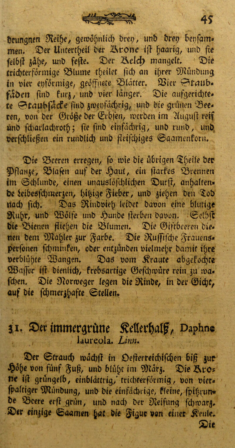 4 S brurtgnen EKeifje, getüofjnltd) brep, unb brep bepfam» men. 55er Unterteil ber Ärone ig paarig, unb fte [dbg unb fege. ©er Äeld) mangelt. ©ie trichterförmige Q3lume titlet ftd) an tf;rer 3Rünbung in üier epformige, geöffnete Blatter. £>ter 0tmib- fd&eii ftnb fur$, unb üier langer. ©ie aufgeridjte* te 0ttfUbf4cfe jmb jtüepfdcbrtg, unb bfe grünen Lee¬ ren, üon ber ©roge ber ©rbfen, werben im Tlugujl reif ünD fd)ar(aci)rotf); fte ftnb einfddjrig, unb runb, unb üerfdgiegen ein runbltd) unb getfdggeö ©oamenforn. ©ie SSeeren erregen, fo tüte bie übrigen $ljeile bep ^Pganje, Olafen auf ber Jpaut, ein garfeö trennen im @d)lunbe, einen unauslöfdgtdten ©urg, an^alfen« be $eibe8fd)merjen, l)i£ige gteber, unb $iel)en ben 5ob uad) ftd). ©as EXtnbüteb leibet baoon eine blutige SKit^r, unb $öolfe unb Jpunbe fierbett baüon. ©elbg bte dienen fiteren bte 25lumert. ©te ©tftbeeren bie¬ nen bem Üftafjler $ur garbe. ©te EKufftfdje grauenä* perfonen fdnmufen, ober entjünben ütelmelpr bamif tf)re »erblühte fangen. ©a$ üom traute abgefodjte Gaffer ig bienltd), freböartige ©efcpmüre rein ju a^a- fdjen. ©ie Norweger legen bie EKinbe, in ber ©id)f, auf bie fd)merj^afte ©teilen* ji. Sec immergrüne £etterf)at|j, Daphne iaureola. Linn. ©er ©traud) tüäd)g in Degerreicbifdjen big juc «§o&e üon fünf gug, unb blufft int ‘tfrtarj. ©te Äro? ne tg grüngelb, einblättrig/ trichterförmig, üon üier« • fpaltiger TOmbung, unb bie etnfdcbrtge, ffeine, fpt|run» be 33cere erg grün, unb nad) ber EReifung fdjtüarj. ©er einzige ©oamen fyat bte gigtir üon einer bettle. ■ / 1 ©ie >