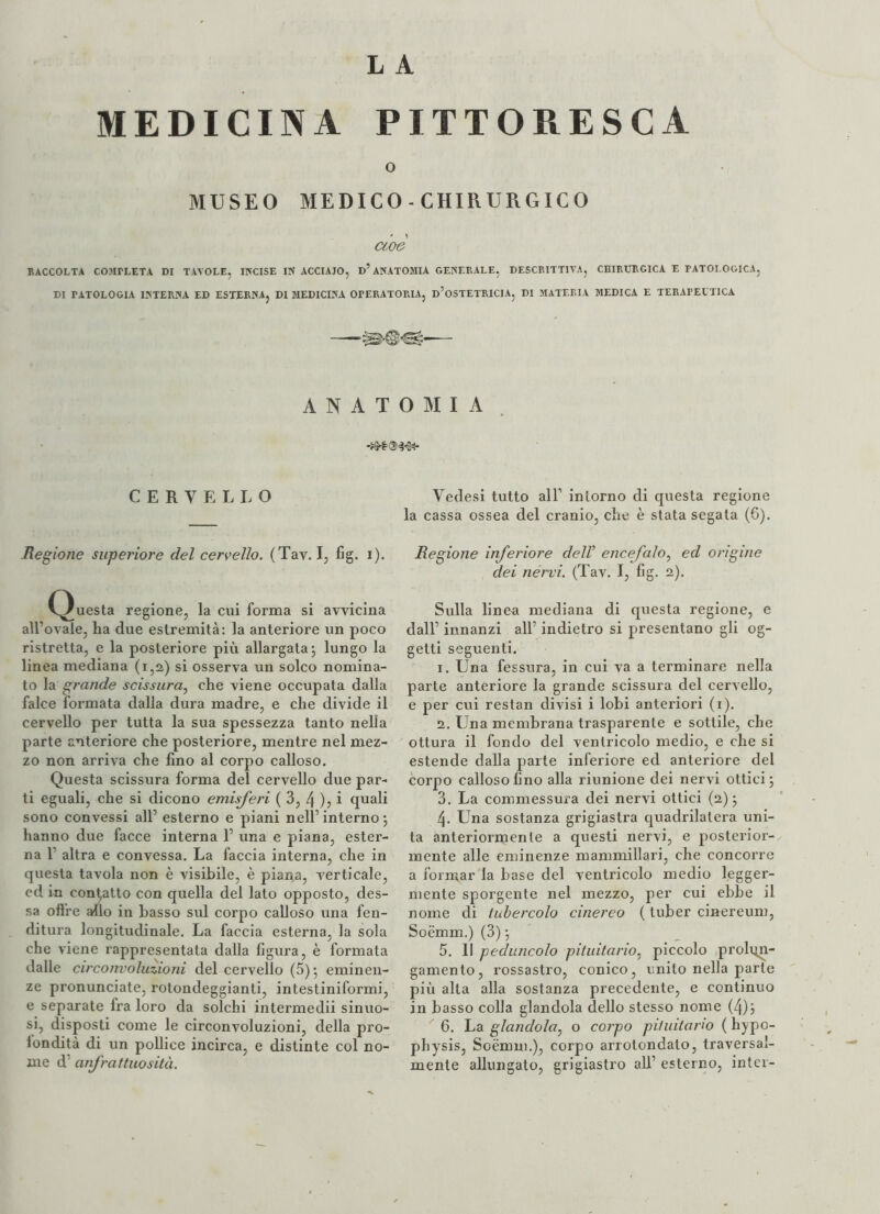 MEDICINA L A PITTORESCA o MUSEO MEDICO-CHIRURGICO ccoe RACCOLTA COMPLETA DI TAVOLE, INCISE IN ACCIAIO, D5 ANATOMIA GENERALE, DESCRITTIVA, CHIRURGICA E PATOLOGICA, DI PATOLOGIA INTERNA ED ESTERNA, DI MEDICINA OPERATORIA, D’OSTETRICIA, DI MATERIA MEDICA E TERAPEUTICA ANATOMIA CERVELLO Regione superiore del cervello. (Tav. I, fig. i). (Questa regione, la cui forma si avvicina all’ovale, ha due estremità: la anteriore un poco ristretta, e la posteriore più allargata \ lungo la linea mediana (1,2) si osserva un solco nomina¬ to la grande scissura, che viene occupata dalla falce formata dalla dura madre, e che divide il cervello per tutta la sua spessezza tanto nella parte anteriore che posteriore, mentre nel mez¬ zo non arriva che fino al corpo calloso. Questa scissura forma del cervello due par¬ ti eguali, che si dicono emisferi ( 3, 4 )5 i cpiali sono convessi all’ esterno e piani nell’interno 5 hanno due facce interna 1’ una e piana, ester¬ na 1’ altra e convessa. La faccia interna, che in questa tavola non è visibile, è piana, verticale, ed in contatto con quella del lato opposto, des- sa olire allo in basso sul corpo calloso una fen¬ ditura longitudinale. La faccia esterna, la sola che viene rappresentata dalla figura, è formata dalle circonvoluzioni del cervello (5) •, eminen¬ ze pronunciate, rotondeggianti, intestiniformi, e separate fra loro da solchi intermedii sinuo¬ si, disposti come le circonvoluzioni, della pro- londità di un pollice incirca, e distinte col no¬ me d anfrattuosita. Vedesi tutto all’ intorno di questa regione la cassa ossea del cranio, che è stata segata (6). Regione inferiore dell’ encefalo, ed origine dei nervi. (Tav. I, fig. 2). Sulla linea mediana di questa regione, e dall’ innanzi all’ indietro si presentano gli og¬ getti seguenti. 1. Una fessura, in cui va a terminare nella parte anteriore la grande scissura del cervello, e per cui restan divisi i lobi anteriori (1). 2. Una membrana trasparente e sottile, che ottura il fondo del ventricolo medio, e che si estende dalla parte inferiore ed anteriore del corpo calloso fino alla riunione dei nervi ottici 5 3. La commessura dei nervi ottici (2); 4. Una sostanza grigiastra quadrilatera uni¬ ta anteriormente a questi nervi, e posterior¬ mente alle eminenze mammillari, che concorre a formar la base del ventricolo medio legger¬ mente sporgente nel mezzo, per cui ebbe il nome di tubercolo cinereo ( tuber cinereum, Soèmm.) (3) ; 5. Il peduncolo pituitario, piccolo prolun¬ gamento, rossastro, conico, unito nella parte più alta alla sostanza precedente, e continuo in basso colla glandola dello stesso nome (4)3 6. La glandola, o corpo pituitario ( hypo- physis, Soèmm.), corpo arrotondato, traversal- mente allungato, grigiastro all’ esterno, inter-