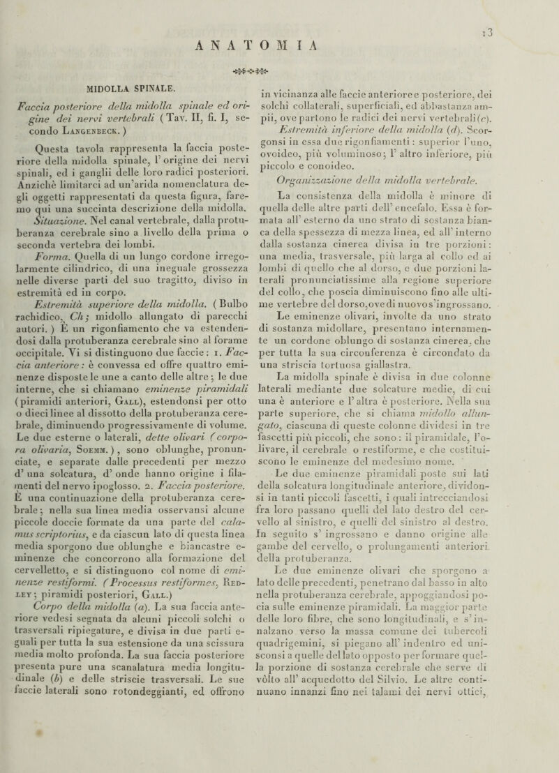 A NATOMI A 13 MIDOLLA SPINALE. Faccia posteriore della midolla spulale ed ori¬ gine dei nervi vertebrali (rlav. II, fi. I, se¬ condo Langenbeck. ) Questa tavola rappresenta la faccia poste¬ riore della midolla spinale, 1’ origine dei nervi spinali, ed i ganglii delle loro radici posteriori. Anziché limitarci ad un’arida nomenclatura de¬ gli oggetti rappresentati da questa figura, fare¬ mo qui una succinta descrizione della midolla. Situazione. Nel canal vertebrale, dalla protu¬ beranza cerebrale sino a livello della prima o seconda vertebra dei lombi. Forma. Quella di un lungo cordone irrego¬ larmente cilindrico, di una ineguale grossezza nelle diverse parti del suo tragitto, diviso in estremità ed in corpo. Estremità superiore della midolla. (Bulbo rachidico,( Ch; midollo allungato di parecchi autori. ) È un rigonfiamento che va estenden¬ dosi dalla protuberanza cerebrale sino al forame occipitale. Vi si distinguono due faccie : i. Fac¬ cia anteriore : è convessa ed offre quattro emi¬ nenze dispostele une a canto delle altre ; le due interne, che si chiamano eminenze piramidali (piramidi anteriori, Gall), estendonsi per otto o dieci linee al dissotto della protuberanza cere¬ brale, diminuendo progressivamente di volume. Le due esterne o laterali, dette olivari (corpo- ra olivaria, Soemm. ), sono oblunghe, pronun¬ ciate, e separate dalle precedenti per mezzo d’ una solcatura, d’ onde hanno origine i fila¬ menti del nervo ipoglosso. 2. Faccia posteriore. E una continuazione della protuberanza cere¬ brale-, nella sua linea media osservansi alcune piccole doccie formate da una parte del cala- musscriptorius, e da ciascun lato di questa linea media sporgono due oblunghe e biancastre e- minenze che concorrono alla formazione del cervelletto, e si distinguono col nome di emi¬ nenze restiformi. (Frocessus restij'ormes, Pied- ley-, piramidi posteriori, Gall.) Corpo della midolla (a). La sua faccia ante¬ riore vedesi segnata da alcuni piccoli solchi o trasversali ripiegature, e divisa in due parti e- guali per tutta la sua estensione da una scissura media molto profonda. La sua faccia posteriore presenta pure una scanalatura media longitu¬ dinale (b) e delle strisele trasversali. Le sue iaccie laterali sono rotondeggianti, ed offrono in vicinanza alle faccie anteriore e posteriore, dei solchi collaterali, superficiali, ed abbastanza ani¬ pii, ove partono le radici dei nervi vertebrali(c). Estremità inferiore della midolla (d). Seor- gonsi in essa due rigonfiamenti : superior l’uno, ovoideo, più voluminoso j P altro inferiore, più piccolo e conoideo. Organizzazione della midolla vertebrale. La consistenza della midolla è minore di quella delle altre parti dell’ encefalo. Essa è for¬ mata all’esterno da uno strato di sostanza bian¬ ca della spessezza di mezza linea, ed all interno dalla sostanza cinerea divisa in tre porzioni: una media, trasversale, più larga al collo ed ai lombi di quello che al dorso, e due porzioni la¬ terali pronunciatissime alla regione superiore del collo, che poscia diminuiscono fino alle ulti¬ me vertebre del dorso,ovedi nuovos’ingrossano. Le eminenze olivari, involte da uno strato di sostanza midollare, presentano internamen¬ te un cordone oblungo di sostanza cinerea, che per tutta la sua circonferenza è circondato da una striscia tortuosa giallastra. La midolla spinale è divisa in due colonne laterali mediante due solcature medie, di cui una è anteriore e l’altra è posteriore. Nella sua parte superiore, che si chiama midollo allun¬ galo', ciascuna di queste colonne dividesi in tre fascetti più piccoli, che sono : il piramidale, l’o- livare, il cerebrale o restiforme, e che costitui¬ scono le eminenze del medesimo nome. Le due eminenze piramidali poste sui lati della solcatura longitudinale anteriore, dividon- si in tanti piccoli fascetti, i quali intrecciandosi ira loro passano quelli del lato destro del cer¬ vello al sinistro, e quelli del sinistro al destro. In seguito s’ ingrossano e danno origine alle gambe del cervello, o prolungamenti anteriori della protuberanza. Le due eminenze olivari che sporgono a lato delle precedenti, penetrano dal basso in alto nella protuberanza cerebrale, appoggiandosi po- cia sulle eminenze piramidali. La maggior parte delle loro fibre, che sono longitudinali, e s’in¬ nalzano verso la massa comune dei tubercoli quadrigemini, si piegano all’ indentro ed uni- sconsi a quelle del lato opposto per formare quel¬ la porzione di sostanza cerebrale che serve di vólto all’ acquedotto del Silvio. Le altre conti¬ nuano innanzi fino nei talami dei nervi ottici,