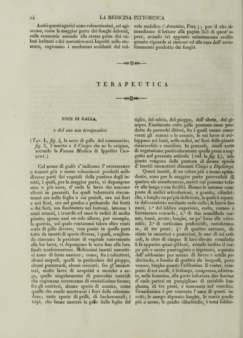 Ambi questi agarici sono velenosissimi, ed agi- volo malefico (Amanita^ Pers. ) ; perii che ri- scono, come la maggior parte dei funghi deleteri, mandiamo il lettore alla pagina 3o3 di quest’ o- sulla economia animale alla stessa guisa dei ve- pera, avendo ivi appunto minutamente svolto leni irritanti e dei narcotico-acri.Ingeriti nello sto- quanto riguarda ai sintomi ed alla cura dell’ avve- maco, cagionano i medesimi accidenti del voi- lenamento prodotto dai funghi. -4**®H*— TERAPEUTICA -- NOCE DI GALLA, e del suo uso terapeutico (Tav. L,Jig. 4, la noce di galla del commercio; Jig. 5, l’insetto o il Cinipo che ne lo origina, secondo la Fauna Medica di Ippolito Clo- quet. ) Col nome di galle s’indicano 1’ escrescenze o tumori più o meno voluminosi prodotti nelle diverse parti dei vegetali della puntura degli in¬ setti, i quali, per la maggior parte, vi depongono uno o più uova, d’ onde le larve che nascono altresì in parassiti. Le quali tuberosità riscon- transi ora nelle foglie o sui pezioli, ora sui fiori e nei fiori, ora nel gambo o peduncolo dei frutti o dei fiori, ora finalmente nei bottoni, intorno i rami minori, i tronchi ed anco le radici di molte piante; spesso anzi un solo albero, per esempio, la quercia, sul quale contaronsi talora oltre venti sorta di galle diverse, vien punto in quelle parti tutte da insetti di specie diversa, i quali, sceglien¬ do ciascuno la porzione di vegetale conveniente alla lor larva, vi depongono le uova fino alla loro finale trasformazione. Moltissimi insetti suscetti¬ vi sono di farne nascere ; come, fra i coleotteri, alcuni sarpedi, quelli in particolare del pioppo, alcuni punteruoli, alcuni crioceri; fra gl’imenot¬ teri, molte larve di uropristi o mosche a se¬ ga, quelle singolarmente di parecchie tentridi che cagionano escrescenze di svariatissime forme; fra gli emitteri, alcune specie di acantie, come quella che rende mostruosi i fiori della calaman- drea; varie specie di psilli, di bacherozzoli; i tripi, che fanno nascere le galle delle foglie del tiglio, del salcio, del pioppo, dell’ abete, del gi¬ nepro. Finalmente certe galle possono esser pro¬ dotte da parecchi ditteri, fra i quali vanno anno¬ verati gli scatosi e le cosrnie, le cui larve si svi¬ luppano nei fusti, nelle radici, ne’fiori delle piante cinarocefale e crocifere. In generale, simili sorta di vegetazione; particolarmente quella presa a sog¬ getto nel presente articolo (ved. la Jig. 4), ori¬ ginate vengono dalla puntura di alcune specie d’insetti imenotteri chiamati Cinipi o Diplolepi. Questi insetti, di un colore più o meno splen¬ dente, sono per la maggior parte provveduti di quattro ale membranose, mercè cui possono vola¬ re alla lunga e con facilità. Hanno le antenne com¬ poste di undici articolazioni, a gomito, cilindri¬ che, e lunghe un po’più della testa, la quale è separa¬ ta dal corsaletto mediante esile collo; la bocca for¬ masi, i.° del labbro superiore, corto, corneo e lievemente rotondo; 2,.° di due mandibole cor¬ nee, tenui, arcate, lunghe, un po’ fesse alla estre¬ mità; 3.° di cortissima proboscide, membrano¬ sa, di tre pezzi; 4-° di quattro antenne, di¬ stinte in anteriori e posteriori, le une di sei arti¬ coli, le altre di cinque. Il loro elevato corsaletto li fa apparire quasi gibbosi, avendo inoltre il cor¬ po più o meno punteggiato o zigrinato, separato dall’ addomine per mezzo di breve e sottile pe- dicciuolo, e fornito di quattro ale ineguali, poco venose, lunghe quanto l’addomine. Il ventre, com¬ posto di sei anelli, è bislungo, compresso, ed aven¬ te, nella femmina, alla parte inferiore due lamine d’ onde partesi un pungiglione di variabile lun¬ ghezza, di tre pezzi, e mancante nel maschio. Grandissima è per consueto 1’ anca di questi in¬ setti; le zampe alquanto lunghe, le coscie gonfie più o meno, le gambe cilindriche, i tarsi folifor-