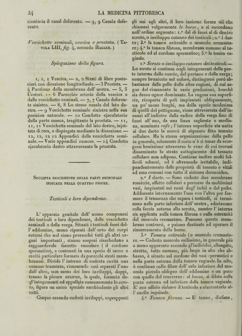 comincia il canal deferente. — 9, 9 Canale defe¬ rente. Vescichette seminali, vescica e prostata. ( Ta¬ vola secondo IIaller. ) Spiegazione della figura. i, 1, 1 Vescica. — 2, 2 Strati di fibre poste¬ riori con direzione longitudinale. — 3 Prostata.— 4 Porzione della membrana dell5 uretra. — 5, 5 Ureteri. --6 Parecchie arterie della vescica e delle vescichette seminali. — 7, 7 Canale deferen¬ te sinistro. — 8, 8 Lo stesso canale del lato de¬ stro. —- 9 Vescichetta seminale sinistra nella sua posizion naturale. — io Condotto ejaculatorio della parte manca, tragittante la prostata. — n, 11,11 Vescichetta seminale del lato destro, injet- tata di cera, e dispiegata mediante la dissezione.'— 12, 12, 12 12 Appendici della vescichetta semi¬ nale.— Varie appendici ramose. — 14 Condotto ejaculatorio destro attraversante la prostata. Succinta descrizione delle parti principali INDICATE NELLE QUATTRO FIGURE. Testicoli e loro dipendenze. L’ apparato genitale dell’ uomo componesi dei testicoli e loro dipendenze, delle vescichette seminali e della verga. Situati i testicoli fuori del- 1’ addomine, meno riparati dall’ urto dei corpi esterni che noi siano pressoché tutti gli altri or¬ gani importanti , stanno sospesi ciascheduno a ragguardevole fascetto vascolare ( il cordone spermatico), e contenuti in una specie di sacco o cavità particolare formata da parecchi strati mem¬ branosi. Divide 1’ interno di codesta cavità una comune tramezza, rimanendo così separati l’uno dall’ altro, non meno dei loro inviluppi, doppi, tranne la pleura esterna, la quale, formata da¬ gl’integumenti ed appellata comunemente lo scro¬ to, figura un sacco speciale racchiudente gli altri tutti. Cinque essendo codesti inviluppi, soprapposti gli uni agli altri, il loro insieme forma ciò che chiamasi volgarmente le borse, e si succedono nell’ordine seguente: i.° dal di fuori al di dentro scroto, o inviluppo cutaneo dei testicoli ; 2.0 i dar- to; 3.° la tonaca eritroide o muscolo cremaste- re; 4.0 la tonaca fibrosa, membrana comune al te¬ sticolo ed al cordone spermatico; 5.° la tonica va¬ ginale. i.° Scroto o inviluppo cutaneo dei testicoli.— Lo scroto si continua cogli integumenti della par¬ te interna delle coscie, del perineo e della verga; sempre bruniccio nel colore, distinguesi però ab¬ bastanza dalla pelle delle altre regioni, di cui se¬ gue del rimanente le varie gradazioni, benché sia desso ognor dominante. La rugosa sua superfi¬ cie, ricoperta di peli impiantati obliquamente, un po’ meno lunghi, ma della specie medesima di quelli del pettignone, viene attraversata dall’in- nanzi all’indietro dalla radice della verga fino di fuori all’ ano, da una linea sagliente e media¬ na, nominata refe ; l’interna superficie sta unita ai due darlo la mercè di alquanto fitto tessuto cellulare. Ha la stessa organizzazione della pelle in generale, solamente il corio n’è sì tenue da scor¬ gersi benissimo attraverso le vene di cui trovasi disseminato lo strato sottogiacente del tessuto cellulare non adiposo. Contiene inoltre molti fol¬ licoli sebacei, ed è oltremodo irritabile, indi¬ pendentemente dalle proprietà di tessuto e vitali ad esso comuni con tutto il sistema dermoideo. 2.0 I darlo. — Sono codeste due membrane rossiccie, affatto cellulari e percorse da moltissimi vasi, impiantati nei rami degl’ ischii e del pube. Addossate internamente l’una con l’altra per for¬ mare il tramezzo che separa i testicoli, si termi¬ nano nella parte inferiore dell’ uretra, aderiscono colla faccia esterna allo scroto, mentre P interna sta applicata sulla tonaca fibrosa e sulla estremità del muscolo cremastere. Possono queste mem¬ brane contrarsi, e paiono destinate ad operare il rinserramento delle borse. 3.° Tonaca eritroide (o muscolo cremaste¬ re. — Codesto muscolo esilissimo, in generale più o meno apparente secondo gl’individui, allungato, stretto, tutto carnoso, più largo in alto che ab¬ basso, è situato sul cordone dei vasi ^perniatici e nella parte esterna della tonaca vaginale. In alto, è continuo colle fibre dell’ orlo inferiore del mu¬ scolo piccolo obliquo dell’ addomine e un poco con quelle del trasverso: al basso} si dilata sulla parte esterna ed inferiore della tonaca vaginale. E' suo uffizio rialzare il testicolo e riaccostarlo al- 1’ anello inguinale. 4-° Tonaca fibrosa. — E' tenue , diafana ,