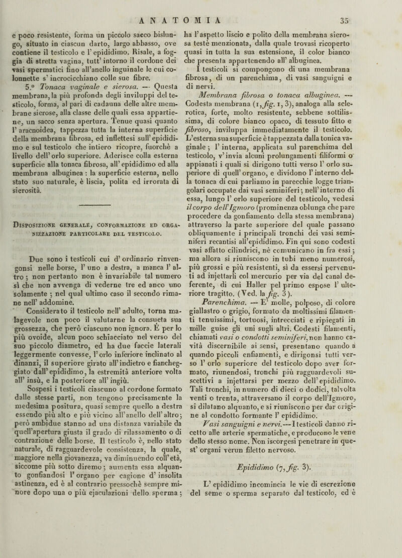 e poco resistente, forma un piccolo sacco bislun¬ go, situato in ciascun darto, largo abbasso, ove contiene il testicolo e l’epididimo. Risale, a fog¬ gia di stretta vagina, tutt’ intorno il cordone dei vasi spermatici fino all’anello inguinale le cui co¬ lonnette s’incrocicchiano colle sue fibre. 5.° Tonaca vaginale e sierosa. — Questa membrana, la più profonda degli inviluppi del te¬ sticolo, forma, al pari di cadauna delle altre mem¬ brane sierose, alla classe delle quali essa appartie¬ ne, un sacco senza apertura. Tenue quasi quanto 1’ aracnoidea, tappezza tutta la interna superficie della membrana fibrosa, ed inflettesi sull’epididi¬ mo e sul testicolo che intiero ricopre, fuorché a livello dell’orlo superiore. Aderisce colla esterna superficie alla tonaca fibrosa, all’epididimo ed alla membrana albuginea : la superficie esterna, nello stato suo naturale, è liscia, polita ed irrorata di sierosità. Disposizione generale, conformazione ed orga¬ nizzazione PARTICOLARE DEL TESTICOLO. Due sono i testicoli cui d’ ordinario rinven- gonsi nelle borse, 1’ uno a destra, a manca 1’ al¬ tro ; non pertanto non è invariabile tal numero sì che non avvenga di vederne tre ed anco uno solamente •, nel qual ultimo caso il secondo rima¬ ne nell’ addomine. Considerato il testicolo nell’ adulto, torna ma¬ lagevole non poco il valutarne la consueta sua grossezza, che però ciascuno non ignora. E per lo più ovoide, alcun poco schiacciato nel verso del suo piccolo diametro, ed ha due faccie laterali leggermente convesse, l’orlo inferiore inclinato al dinanzi, il superiore girato all’indietro e fiancheg¬ giato dall’epididimo, la estremità anteriore volta all’ insù, e la posteriore all’ ingiù. Sospesi i testicoli ciascuno al cordone formato dalle stesse parti, non tengono precisamente la medesima positura, quasi sempre quello a destra essendo più alto e più vicino all’anello dell’altro; però ambidue stanno ad una distanza variabile da quell’apertura giusta il grado di rilassamento o di contrazione delle borse. Il testicolo è, nello stato naturale, di ragguardevole consistenza, la quale, maggiore nella giovanezza, va diminuendo coll’età, siccome più sotto diremo; aumenta essa alquan¬ to gonfiandosi l’organo per cagione d’insolita astinenza, ed è al contrario pressoché sempre mi¬ nore dopo una o più ejaculazioni dello sperma ; ha l’aspetto liscio e polito della membrana siero¬ sa testé menzionata, dalla quale trovasi ricoperto quasi in tutta la sua estensione, il color bianco che presenta appartenendo all’ albuginea. I testicoli si compongono di una membrana fibrosa, di un parenchima, di vasi sanguigni e di nervi. Membrana fibrosa o tonaca albuginea. — Codesta membrana (i ìfig. i, 3), analoga alla scle¬ rotica, forte, molto resistente, sebbene sottilis¬ sima, di colore bianco opaco, di tessuto fitto e fibroso, inviluppa immediatamente il testicolo. L’esterna sua superficie è tappezzata dalla tonica va¬ ginale ; l’interna, applicata sul parenchima del testicolo, v’invia alcuni prolungamenti filiformi o appianati i quali si dirigono tutti verso 1’ orlo su¬ periore di quell’ organo, e dividono l’interno del¬ la tonaca di cui parliamo in parecchie logge trian¬ golari occupate dai vasi seminiferi; nell’interno di essa, lungo 1’ orlo superiore del testicolo, vedesi il corpo deirigmoro (prominenza oblunga che pare procedere da gonfiamento della stessa membrana) attraverso la parte superiore del quale passano obliquamente i principali tronchi dei vasi semi¬ niferi recantisi all'epididimo. Fin qui sono codesti vasi affatto cilindrici, nè comunicano in fra essi ; ma allora si riuniscono in tubi meno numerosi, più grossi e più resistenti, sì da essersi pervenu¬ ti ad injettarli col mercurio per via del canal de¬ ferente, di cui Haller pel primo espose 1’ ulte¬ riore tragitto. (Ved. la fig. 3). Parenchima. — E! molle, polposo, di colore giallastro o grigio, formalo da moltissimi filamen¬ ti tenuissimi, tortuosi, intrecciati e ripiegati in mille guise gli uni sugli altri. Codesti filamenti, chiamati vasi o condotti seminif eri, non hanno ca¬ vità discernibile ai sensi, presentano quando a quando piccoli enfiamenti, e dirigonsi tutti ver¬ so 1’ orlo superiore del testicolo dopo aver for¬ mato, riunendosi, tronchi più ragguardevoli su¬ scettivi a injettarsi per mezzo dell’epididimo. Tali tronchi, in numero di dieci o dodici, talvolta venti o trenta, attraversano il corpo dell’Igmoro, si dilatano alquanto, e si riuniscono per dar origi¬ ne al condotto formante 1’ epididimo. Vasi sanguigni e nervi.—Itesticoli damio ri¬ cetto alle arterie spermatiche, e producono le vene dello stesso nome. Non iscorgesi penetrare in que¬ st’ organi verun filetto nervoso. Epididimo ('Jifg- 3). L’ epididimo incomincia le vie di escrezione del seme o sperma separato dal testicolo, ed è