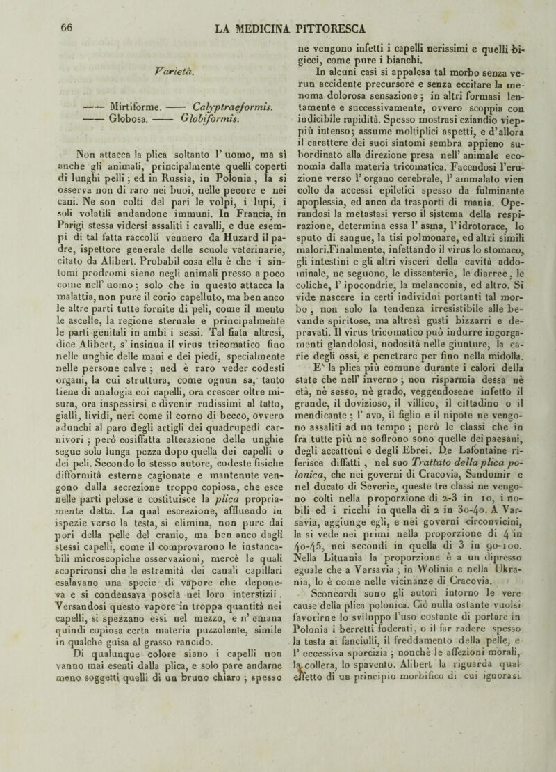 Varietà. -Mirti forme.- Calyptraejormìs. - Globosa.- Globi/òrmis. Non attacca la plica soltanto 1’ uomo, ma sì anche gli animali, principalmente quelli coperti di lunghi pelli 5 ed in Russia, in Polonia , la si osserva non di raro nei buoi, nelle pecore e nei cani. Ne son colti del pari le volpi, i lupi, i soli volatili andandone immuni. In Francia, in Parigi stessa vidersi assaliti i cavalli, e due esem¬ pi di tal fatta raccolti vennero da Huzard il pa¬ dre, ispettore generale delle scuole veterinarie, citato da Alibert. Probabil cosa ella è che i sin¬ tomi prodromi sieno negli animali presso a poco come nell’ uomo ; solo che in questo attacca la malattia, non pure il corio capelluto, ma ben anco le altre parti tutte fornite di peli, come il mento le ascelle, la regione sternale e principalmente le parti genitali in ambi i sessi. Tal fiala altresì, dice Alibert, s’insinua il virus tricomatico fino nelle unghie delle mani e dei piedi, specialmente nelle persone calve *, ned è raro veder codesti organi, la cui struttura, come ognun sa, tanto tiene di analogia coi capelli, ora crescer oltre mi¬ sura, ora inspessirsi e divenir rudissimi al latto, gialli, lividi, neri come il corno di becco, ovvero adunchi al paro degli artigli dei quadrupedi car¬ nivori ; però cosiffatta alterazione delle unghie segue solo ìunga pezza dopo quella dei capelli o dei peli. Secondo lo stesso autore, codeste fisiche difformità esterne cagionate e mantenute ven¬ gono dalla secrezione troppo copiosa, che esce nelle parti pelose e costituisce la plica propria¬ mente detta. La qual escrezione, affluendo in ìspezie verso la testa, si elimina, non pure dai pori della pelle del cranio, ma ben anco dagli stessi capelli, come il comprovarono le instanca¬ bili microscopiche osservazioni, mercè le quali scoprironsi che le estremità dei canali capillari esalavano una specie di vapore che depone¬ va e si condensava poscia nei loro interstizii . Versandosi questo vapore in troppa quantità nei capelli, si spezzano essi nel mezzo, e n’ emana quindi copiosa certa materia puzzolente, simile in qualche guisa al grasso rancido. Di qualunque colore siano i capelli non vanno inai esenti -dalla plica, e solo pare andarne meno soggetti quelli di un bruno chiaro ; spesso ne vengono infetti i capelli nerissimi e quelli Fi- gicci, come pure i bianchi. In alcuni casi si appalesa tal morbo senza ve- run accidente precursore e senza eccitare la me¬ noma dolorosa sensazione ; in altri formasi len¬ tamente e successivamente, ovvero scoppia con indicibile rapidità. Spesso mostrasi eziandio viep¬ più intenso; assume moltiplici aspetti, e d’allora il carattere dei suoi sintomi sembra appieno su¬ bordinato alla direzione presa nell’ animale eco¬ nomia dalla materia tricomatica. Facendosi l’eru¬ zione verso r organo cerebrale, 1’ ammalato vien colto da accessi epiletici spesso da fulminante apoplessia, ed anco da trasporti di mania. Ope¬ randosi la metastasi verso il sistema della respi¬ razione, determina essa 1’ asma, l’idrotorace, lo sputo di sangue, la tisi polmonare, ed altri simili malori.Finalmente, infettando il virus lo stomaco, gli intestini e gli altri visceri della cavità addo¬ minale, ne seguono, le dissenterie, le diarree, le coliche, l’ipocondrie, la melanconia, ed altro. Sì vid-e nascere in certi individui portanti tal mor¬ bo , non solo la tendenza irresistibile alle be¬ vande spiritose, ma altresì gusti bizzarri e de¬ pravati. Il virus tricomatico può indurre ingorga¬ menti glandolosi, nodosità nelle giunture, la ca¬ rie degli ossi, e penetrare per fino nella midolla. Ev la plica più comune durante i calori della state che nell’ inverno ; non risparmia dessa nè età, nè sesso, nè grado, veggendosene infetto il grande, il dovizioso, il villico, il cittadino o il mendicante ; 1’ avo, il figlio e il nipote ne vengo¬ no assaliti ad un tempo ; però le classi che in fra tutte più ne soflrono sono quelle dei paesani, degli accattoni e degli Ebrei. D.e Lafontaine ri¬ ferisce didatti , nel suo Trattato della plica po¬ lonica, che nei governi di Cracovia, Sandomir e nel ducato di Severie, queste tre classi ne vengo¬ no colti nella proporzione di 2-3 in io, i no¬ bili ed i ricchi in quella di 2 in 3o~4o. A Var¬ savia, aggiunge egli, e nei governi circonvicini, la si vede nei primi nella proporzione di 4 in 4o-45, nei secondi in quella di 3 in 90-100. Nella Lituania la proporzione è a un dipresso eguale che a Varsavia ; in Wolinia e nella Ukra- nia, lo è come nelle vicinanze di Cracovia. Sconcordi sono gli autori intorno le vere cause della plica polonica. Ciò nulla ostante vuoisi favorirne lo sviluppo l’uso costante di portare in Polonia i berretti foderati, o il far radere spesso la testa ai fanciulli, il freddamento della pelle, e 1’ eccessiva sporcizia ; nonché le affezioni morali, Incollerà, lo spavento. Alibert la riguarda qual effetto di un principio morbi fico di cui ignorasi