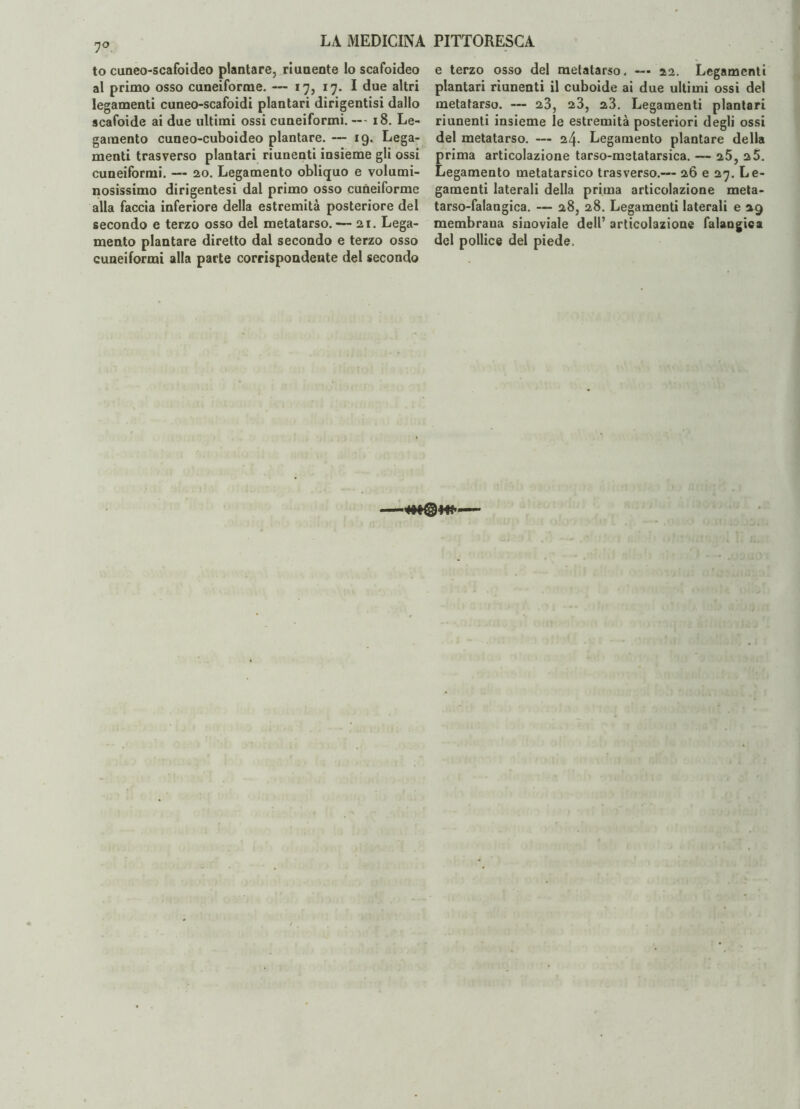 7° to cuneo-scafoideo plantare, riunente lo scafoideo al primo osso cuneiforme. — 17, 17. I due altri legamenti cuneo-scafoidi plantari dirigentisi dallo scafoide ai due ultimi ossi cuneiformi. — - 18. Le¬ gamento cuneo-cuboideo plantare. — 19. Lega¬ menti trasverso plantari riunenti insieme gli ossi cuneiformi. — 20. Legamento obliquo e volumi¬ nosissimo dirigentesi dal primo osso cuneiforme alla faccia inferiore della estremità posteriore del secondo e terzo osso del metatarso. — 21. Lega¬ mento plantare diretto dal secondo e terzo osso cuneiformi alla parte corrispondente del secondo e terzo osso del metatarso, — 22. Legamenti plantari riunenti il cuboide ai due ultimi ossi del metatarso. — 23, 23, 23. Legamenti plantari riunenti insieme le estremità posteriori degli ossi del metatarso. — 24- Legamento plantare della prima articolazione tarso-metatarsica. — 25, 2 5. Legamento metatarsico trasverso.— 26 e 27. Le¬ gamenti laterali della prima articolazione meta- tarso-falangica. — 28, 28. Legamenti laterali e 29 membrana sinoviale dell’ articolazione falangica del pollice del piede.