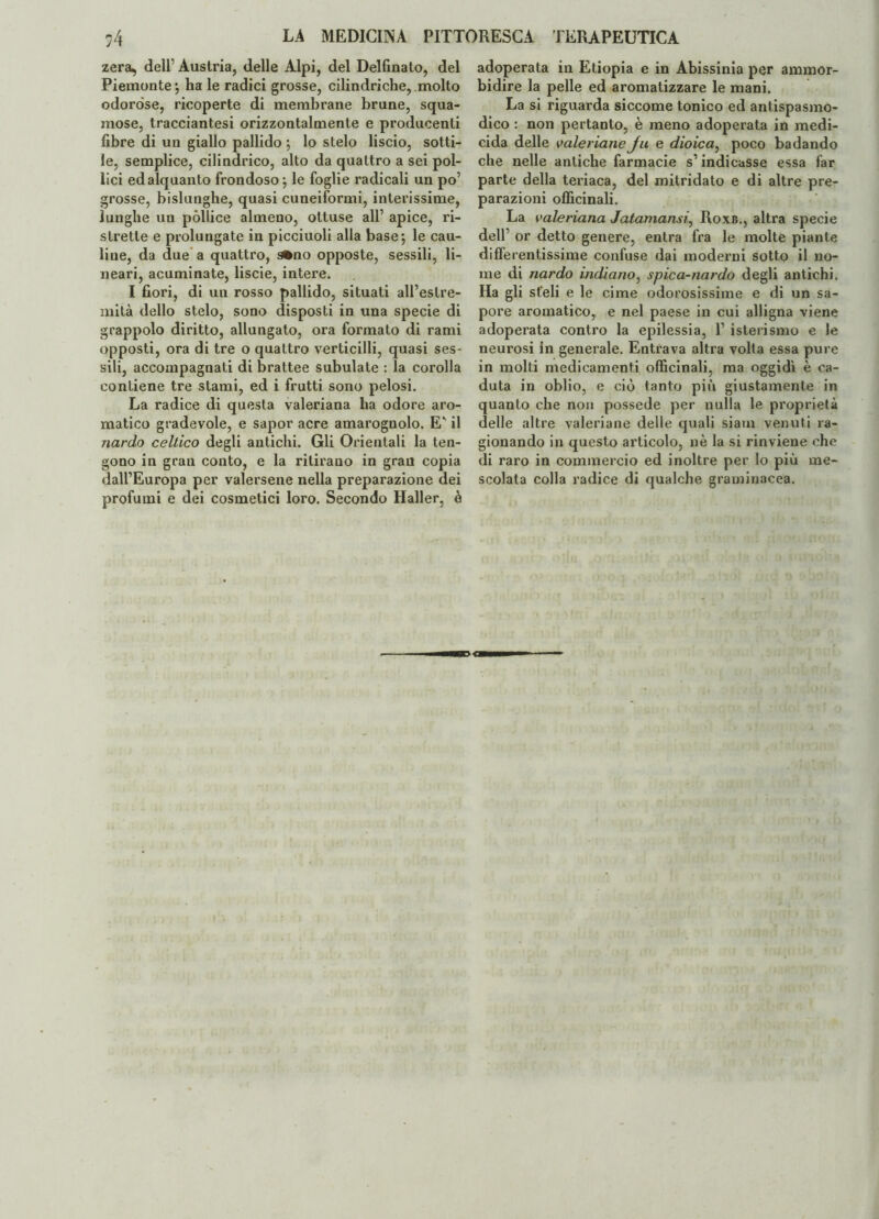 zera, dell' Austria, delle Alpi, del Delfinato, del Piemonte*, ha le radici grosse, cilindriche, molto odoróse, ricoperte di membrane brune, squa¬ mose, tracciantesi orizzontalmente e producenti fibre di un giallo pallido ; lo stelo liscio, sotti¬ le, semplice, cilindrico, alto da quattro a sei pol¬ lici ed alquanto frondoso; le foglie radicali un po’ grosse, bislunghe, quasi cuneiformi, interissime, lunghe un pòllice almeno, ottuse all’ apice, ri¬ strette e prolungate in picciuoli alla base; le cau- liue, da due a quattro, s*no opposte, sessili, li¬ neari, acuminate, liscie, intere. I fiori, di un rosso pallido, situati all’estre¬ mità dello stelo, sono disposti in una specie di grappolo diritto, allungato, ora formato di rami opposti, ora di tre o quattro verticilli, quasi ses¬ sili, accompagnati di brattee subulate : la corolla contiene tre stami, ed i frutti sono pelosi. La radice di questa valeriana ha odore aro¬ matico gradevole, e sapor acre amarognolo. E' il nardo celtico degli antichi. Gli Orientali la ten¬ gono in gran conto, e la ritirano in gran copia dall’Europa per valersene nella preparazione dei profumi e dei cosmetici loro. Secondo Haller, è adoperata in Etiopia e in Abissinia per ammor¬ bidire la pelle ed aromatizzare le mani. La si riguarda siccome tonico ed antispasmo¬ dico : non pertanto, è meno adoperata in medi- cida delle valeriane ju e dioica, poco badando che nelle antiche farmacie s’indicasse essa far parte della teriaca, del mitridato e di altre pre¬ parazioni officinali. La valeriana Jatamansi, Roxb., altra specie dell’ or detto genere, entra fra le molte piante differentissime confuse dai moderni sotto il no¬ me di nardo indiano, spica-nardo degli antichi. Ha gli steli e le cime odorosissime e di un sa¬ pore aromatico, e nel paese in cui alligna viene adoperata contro la epilessia, 1’ isterismo e le neurosi in generale. Entrava altra volta essa pure in molti medicamenti officinali, ma oggidì è ca¬ duta in oblio, e ciò tanto più giustamente in quanto che non possedè per nulla le proprietà delle altre valeriane delle quali siam venuti ra¬ gionando in questo articolo, nè la si rinviene che di raro in commercio ed inoltre per lo più me¬ scolata colla radice di qualche graminacea.