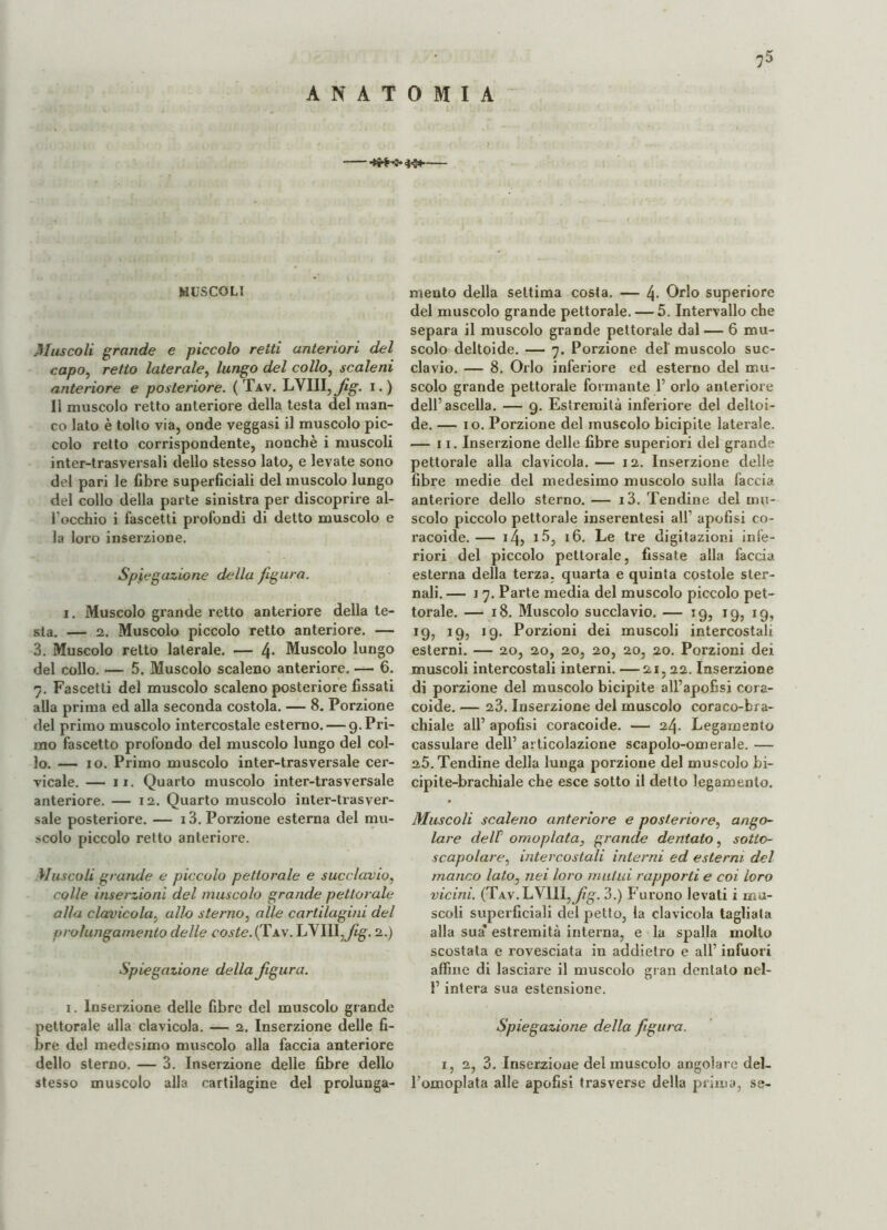 ANATOMIA MUSCOLI Muscoli grande e piccolo retti anteriori del capo, retto laterale, lungo del collo, scaleni anteriore e posteriore. (Tav. LYIII, Jig. i.) Il muscolo retto anteriore della testa del man¬ co lato è tolto via, onde veggasi il muscolo pic¬ colo retto corrispondente, nonché i muscoli inter-trasversali dello stesso lato, e levate sono del pari le fibre superficiali del muscolo lungo del collo della parte sinistra per discoprire ai- rocchio i fascetti profondi di detto muscolo e la loro inserzione. Spiegazione della figura. i. Muscolo grande retto anteriore della te¬ sta. — 2. Muscolo piccolo retto anteriore. — 3. Muscolo retto laterale. — l\. Muscolo lungo del collo. — 5. Muscolo scaleno anteriore. — 6. 7. Fascetti del muscolo scaleno posteriore fissati alla prima ed alla seconda costola. — 8. Porzione del primo muscolo intercostale esterno. — 9. Pri¬ mo fascetto profondo del muscolo lungo del col¬ lo. — io. Primo muscolo inter-trasversale cer¬ vicale. — 11. Quarto muscolo inter-trasversale anteriore. — 12. Quarto muscolo inter-trasver¬ sale posteriore. — i3. Porzione esterna del mu¬ scolo piccolo retto anteriore. Muscoli grande e piccolo pettorale e succlavio, colle inserzioni del muscolo grande pettorale alla clavicola, allo sterno, alle cartilagini del prolungamento delle coste. (Tav. LVIlIjfSg; 2.) Spiegazione della figura. 1. Inserzione delle fibre del muscolo grande pettorale alla clavicola. — 2. Inserzione delle fi¬ bre del medesimo muscolo alla faccia anteriore dello sterno. — 3. Inserzione delle fibre dello stesso muscolo alla cartilagine del prolunga¬ mento della settima costa. — l\. Orlo superiore del muscolo grande pettorale. — 5. Intervallo che separa il muscolo grande pettorale dal — 6 mu¬ scolo deltoide. — 7. Porzione de! muscolo suc¬ clavio. — 8. Orlo inferiore ed esterno del mu¬ scolo grande pettorale formante 1’ orlo anteriore dell’ascella. — 9. Estremità inferiore del deltoi¬ de. — io. Porzione del muscolo bicipite laterale. — 11. Inserzione delle fibre superiori del grande pettorale alla clavicola. — 12. Inserzione delle fibre medie del medesimo muscolo sulla faccia anteriore dello sterno. — i3. Tendine del mu¬ scolo piccolo pettorale inserentesi all’ apofisi co- racoide.— i4j i53 16. Le tre digitazioni infe¬ riori del piccolo pettorale, fissate alla faccia esterna della terza, quarta e quinta costole ster¬ nali. — 17. Parte media del muscolo piccolo pet¬ torale. — 18. Muscolo succlavio. — 19, 19, 19, 19, 19, 19. Porzioni dei muscoli intercostali esterni. — 20, 20, 20, 20, 20, 20. Porzioni dei muscoli intercostali interni. —21,22. Inserzione di porzione del muscolo bicipite all’apofisi cora- coide. — 23. Inserzione del muscolo coraco-bra- chiale all’ apofisi coracoide. — 24. Legamento cassulare dell’ articolazione scapolo-omerale. — 25. Tendine della lunga porzione del muscolo bi¬ cipite-brachiale che esce sotto il detto legamento. Muscoli scaleno anteriore e posteriore, ango¬ lare dell omoplata, grande dentato, sotto¬ scapolare,, intercostali interni ed esterni del manco lato, nei loro mutui rapporti e coi loro vicini. (Tav. LVili, fig. 3.) Furono levati i mu¬ scoli superficiali del petto, la clavicola tagliala alla sua’ estremità interna, e la spalla mollo scostata e rovesciata in addietro e all’ infuori affine di lasciare il muscolo gran dentato nel- l’intera sua estensione. Spiegazione della figura. 1, 2, 3. Inserzione del muscolo angolare del- l’omoplata alle apofisi trasverse della prima, se-