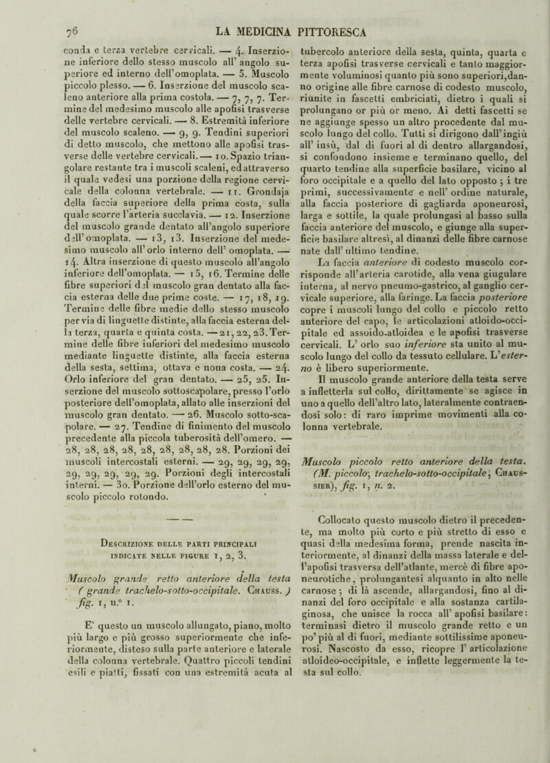 conia e terza vertebre cervicali. — 4* Inserzio¬ ne inferiore dello stesso muscolo all’ angolo su¬ periore ed interno dell’omoplata. — 5. Muscolo piccolo plesso. — 6. Inserzione del muscolo sca¬ leno anteriore alla prima costola. — 7, 7, 7. Ter¬ mine del medesimo muscolo alle apofisi trasverse delle vertebre cervicali. — 8. Estremità inferiore del muscolo scaleno. — 9, 9. Tendini superiori di detto muscolo, che mettono alle apofisi tras¬ verse delle vertebre cervicali.— io. Spazio trian¬ golare restante tra i muscoli scaleni, ed attraverso il quale vedesi una porzione della regione cervi¬ cale della colonna vertebrale. — 11. Grondaja della faccia superiore della prima costa, sulla quale scorre l’arteria succlavia. — ia, Inserzione del muscolo grande dentato all’angolo superiore dell’ omoplata. — i3, i3. Inserzione del mede¬ simo muscolo all’orlo interno dell’ omoplata. — i4- Altra inserzione di questo muscolo all’angolo inferiore dell’omoplata.— i5, 16. Termine delle fibre superiori del muscolo gran dentato alla fac¬ cia esterna delle due prime coste. — 17, 18, 19. Termine delle fibre medie dello stesso muscolo pervia di linguette distinte, alla faccia esterna del¬ la terza, quarta e quinta costa. —21,22, 23. Ter¬ mine delle fibre inferiori del medesimo muscolo mediante linguette distinte, alla faccia esterna della sesta, settima, ottava e nona costa. — 24. Orlo inferiore del gran dentato. —• 25, 25. In¬ serzione del muscolo sottoscapolare, presso l’orlo posteriore dell’omoplata, allato alle inserzioni del muscolo gran dentato. — 26. Muscolo sotto-sca¬ polare. — 27. Tendine di finimento del muscolo precedente alla piccola tuberosità dell’omero. — 28, 28, 28, 28, 28, 28, 28, 28, 28. Porzioni dei muscoli intercostali esterni. — 29, 29, 29, 29, 29, 29, 29, 29, 29. Porzioni degli intercostali interni. — 3o. Porzione dell’orlo esterno del mu¬ scolo piccolo rotondo. Descrizione delle parti principali INDICATE NELLE FIGURE I, 2, 3. » Muscolo grande retto anteriore della testa ( grande trachelo-sotto-occipitale. Chauss. ) fig. i, u.° i. E' questo un muscolo allungato, piano, molto più largo e più grosso superiormente che infe¬ riormente, disteso sulla parte anteriore e laterale della colonna vertebrale. Quattro piccoli tendini esili e piatti, fissati con una estremità acuta al tubercolo anteriore della sesta, quinta, quarta e terza apofisi trasverse cervicali e tanto maggior¬ mente voluminosi quanto più sono superiori,dan¬ no origine alle fibre carnose di codesto muscolo, riunite in fascetti embriciati, dietro i quali si prolungano or più or meno. Ai detti fascetti se ne aggiunge spesso un altro procedente dal mu¬ scolo lungo del collo. Tutti si dirigono dall’ingiù all’ insù, dal di fuori al di dentro allargandosi, si confondono insieme e terminano quello, del quarto tendine alla superficie basilare, vicino al foro occipitale e a quello del lato opposto $ i tre primi, successivamente e nell’ ordine naturale, alla faccia posteriore di gagliarda aponeurosi, larga e sottile, la quale prolungasi al basso sulla faccia anteriore del muscolo, e giunge alla super¬ ficie basilare altresì, al dinanzi delle fibre carnose nate dall’ultimo tendine. La faccia anteriore di codesto muscolo cor¬ risponde all’arteria carotide, alla vena giugulare interna, al nervo pneumo-gastrico, al ganglio cer¬ vicale superiore, alla faringe. La faccia posteriore copre i muscoli lungo del collo e piccolo retto anteriore del capo, le articolazioni atloido-occi- pitale ed assoido-atloidea e le apofisi trasverse cervicali. L’ orlo suo inferiore sta unito al mu¬ scolo lungo del collo da tessuto cellulare. Id’ester¬ no è libero superiormente. Il muscolo grande anteriore della testa serve a infletterla sul collo, dirittamente se agisce in uno a quello dell’altro lato, lateralmente contraen¬ dosi solo: di raro imprime movimenti alla co¬ lonna vertebrale. Muscolo piccolo retto anteriore della testa. (M. piccolo\ trachelo-sotlo-occipitale, Chaus- SIER); flS■ h 2- Collocato questo muscolo dietro il preceden¬ te, ma molto più corto e più stretto di esso e quasi della medesima forma, prende nascita in¬ teriormente, al dinanzi della massa laterale e del- i’apofisi trasversa dell’atlante, mercè di fibre apo- neurotiche, prolungantesi alquanto in alto nelle carnose *, di là ascende, allargandosi, fino al di¬ nanzi del foro occipitale e alla sostanza cartila¬ ginosa, che unisce la rocca all’ apofisi basilare: terminasi dietro il muscolo grande retto e un po’più al di fuori, mediante sottilissime aponeu¬ rosi. Nascosto da esso, ricopre 1’ articolazione atloideo-occipitale, e inflette leggermente la te¬ sta sul collo.