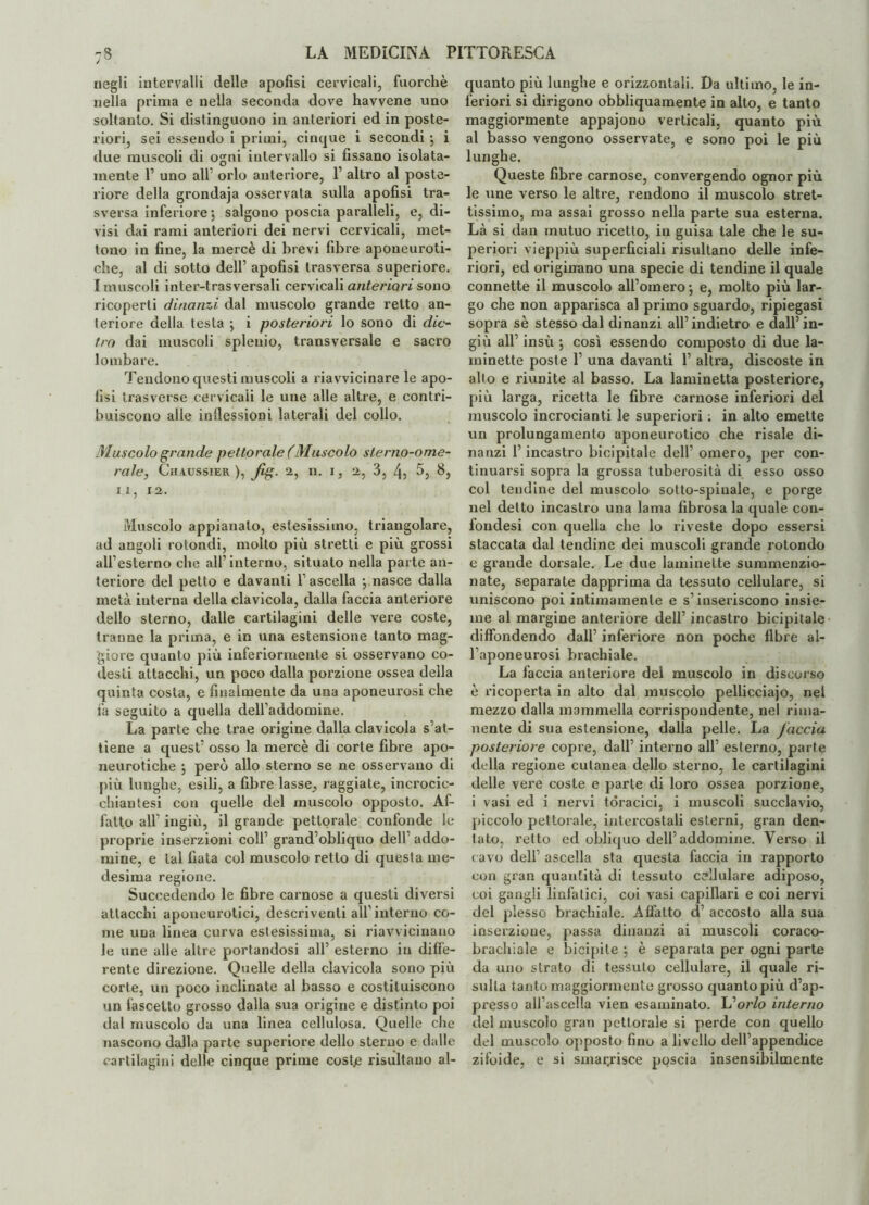 7§ negli intervalli delle apofisi cervicali, fuorché nella prima e nella seconda dove havvene uno soltanto. Si distinguono in anteriori ed in poste¬ riori, sei essendo i primi, cinque i secondi •, i due muscoli di ogni intervallo si fissano isolata¬ mente 1’ uno all orlo anteriore, 1’ altro al poste¬ riore della grondaja osservata sulla apofisi tra¬ sversa inferiore 5 salgono poscia paralleli, e, di¬ visi dai rami anteriori dei nervi cervicali, met¬ tono in fine, la mercè di brevi fibre aponeuroti- che, al di sotto dell’ apofisi trasversa superiore, {muscoli inter-trasversali cervicali anteriori sono ricoperti dinanzi dal muscolo grande retto an¬ teriore della testa \ i posteriori lo sono di die¬ tro dai muscoli splenio, transversale e sacro lombare. Tendono questi muscoli a riavvicinare le apo¬ fisi trasverse cervicali le une alle altre, e contri¬ buiscono alle inflessioni laterali del collo. Muscolo grande pettorale (Muscolo sterno-ome¬ rale, Cuaussier ), fig. 2, n. 1, 2, 3, 4, 5, 8, 11, r2. Muscolo appianalo, estesissimo, triangolare, ad angoli rotondi, molto più stretti e più grossi all’esterno che all’interno, situato nella parte an¬ teriore del petto e davanti l’ascella -, nasce dalla metà interna della clavicola, dalla faccia anteriore dello sterno, dalle cartilagini delle vere coste, tranne la prima, e in una estensione tanto mag¬ giore quanto più inferiormente si osservano co- desti attacchi, un poco dalla porzione ossea della quinta costa, e finalmente da una aponeurosi che fa seguito a quella dell’addomine. La parte che trae origine dalla clavicola s'at¬ tiene a quest’ osso la mercè di corte fibre apo- neurotiche ; però allo sterno se ne osservano di più lunghe, esili, a fibre lasse, raggiate, incrocic- ehiantesi con quelle del muscolo opposto. Af¬ fatto all’ ingiù, il grande pettorale confonde le proprie inserzioni coll’ grand’obliquo dell addo- mine, e tal fiata col muscolo retto di questa me¬ desima regione. Succedendo le fibre carnose a questi diversi attacchi aponeurotici, descriventi all’interno co¬ me una linea curva estesissima, si riavvicinano le une alle altre portandosi all’ esterno in diffe¬ rente direzione. Quelle della clavicola sono più corte, un poco inclinate al basso e costituiscono un fascelto grosso dalla sua origine e distinto poi dal muscolo da una linea cellulosa. Quelle che nascono dalla parte superiore dello sterno e dalle cartilagini delle cinque prime costje risultano al¬ quanto più lunghe e orizzontali. Da ultimo, le in¬ feriori si dirigono obbliquamente in alto, e tanto maggiormente appajono verticali, quanto più al basso vengono osservate, e sono poi le più lunghe. Queste fibre carnose, convergendo ognor più le une verso le altre, rendono il muscolo stret¬ tissimo, ma assai grosso nella parte sua esterna. Là si dan mutuo ricetto, in guisa tale che le su¬ periori vieppiù superficiali risultano delle infe¬ riori, ed originano una specie di tendine il quale connette il muscolo all’omero -, e, molto più lar¬ go che non apparisca al primo sguardo, ripiegasi sopra sè stesso dal dinanzi all’ indietro e dall’ in¬ giù all’ insù •, così essendo composto di due la- minette poste 1’ una davanti 1’ altra, discoste in alto e riunite al basso. La laminetta posteriore, più larga, ricetta le fibre carnose inferiori del muscolo incrocianti le superiori ; in alto emette un prolungamento aponeurotico che risale di¬ nanzi l’incastro bicipitale dell’ omero, per con¬ tinuarsi sopra la grossa tuberosità di esso osso col teudine del muscolo sotto-spinale, e porge nel detto incastro una lama fibrosa la quale con- fondesi con quella che lo riveste dopo essersi staccata dal tendine dei muscoli grande rotondo e grande dorsale. Le due laminelte summenzio¬ nate, separate dapprima da tessuto cellulare, si uniscono poi intimamente e s’inseriscono insie¬ me al margine anteriore dell’ incastro bicipitale diffondendo dall’ inferiore non poche fibre al¬ l’aponeurosi brachiale. La faccia anteriore del muscolo in discorso è ricoperta in alto dal muscolo pellicciajo, nel mezzo dalla mammella corrispondente, nel rima¬ nente di sua estensione, dalla pelle. La faccia posteriore copre, dall’ interno all’ esterno, parte della regione cutanea dello sterno, le cartilagini delle vere coste e parte di loro ossea porzione, i vasi ed i nervi toracici, i muscoli succlavio, piccolo pettorale, intercostali esterni, gran den¬ tato, retto ed obliquo dell’addomine. Verso il cavo dell ascella sta questa faccia in rapporto con gran quantità di tessuto cellulare adiposo, coi gangli linfatici, coi vasi capillari e coi nervi del plesso brachiale. Affatto d’ accosto alla sua inserzione, passa dinanzi ai muscoli coraco- brachiale e bicipite ; è separata per ogni parte da uno strato di tessuto cellulare, il quale ri¬ sulta tanto maggiormente grosso cjuantopiù dap¬ presso all’ascella vien esaminato. L''orlo interno del muscolo gran pettorale si perde con quello del muscolo opposto fino a livello dell’appendice zifoide, e si smarrisce poscia insensibilmente