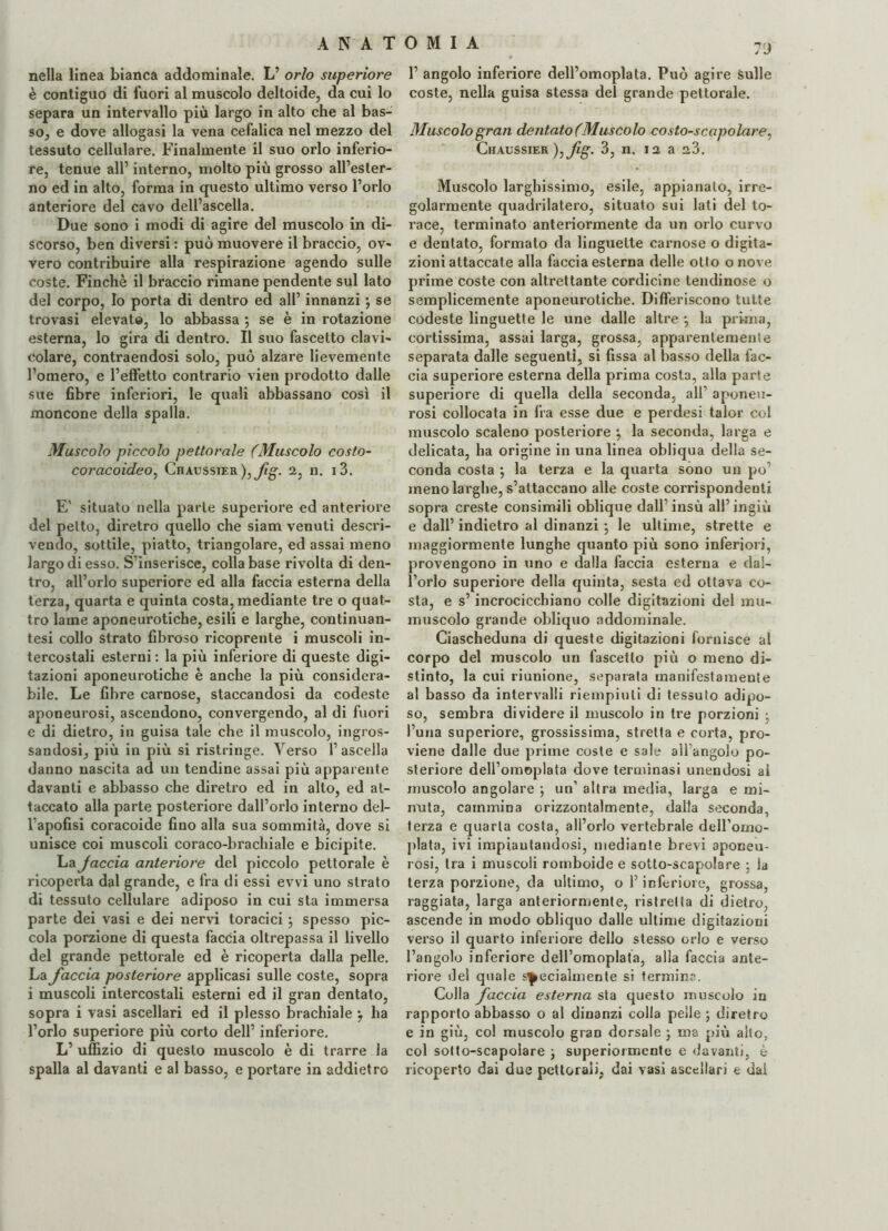 nella linea bianca addominale. L’ orlo superiore è contiguo di fuori al muscolo deltoide, da cui lo separa un intervallo più largo in alto che al bas¬ so, e dove allogasi la vena cefalica nel mezzo del tessuto cellulare. Finalmente il suo orlo inferio¬ re, tenue all1 interno, molto più grosso all’ester¬ no ed in alto, forma in questo ultimo verso l’orlo anteriore del cavo dell’ascella. Due sono i modi di agire del muscolo in di¬ scorso, ben diversi : può muovere il braccio, ov¬ vero contribuire alla respirazione agendo sulle coste. Finché il braccio rimane pendente sul lato del corpo, Io porta di dentro ed all’ innanzi ; se trovasi elevate, lo abbassa ; se è in rotazione esterna, lo gira di dentro. Il suo fascetto clavi¬ colare, contraendosi solo, può alzare lievemente l’omero, e l’effetto contrario vien prodotto dalle sue fibre inferiori, le quali abbassano così il moncone della spalla. Muscolo piccolo pettorale (Muscolo costo- cor acoideo, Chaussier ),fg- 2, n. i3. E' situato nella parte superiore ed anteriore del petto, diretro quello che siam venuti descri¬ vendo, sottile, piatto, triangolare, ed assai meno largo di esso. S’inserisce, colla base rivolta di den¬ tro, all’orlo superiore ed alla faccia esterna della terza, quarta e quinta costa, mediante tre o quat¬ tro lame aponeurotiche, esili e larghe, continuan- tesi collo strato fibroso ricoprente i muscoli in¬ tercostali esterni : la più inferiore di queste digi¬ tazioni aponeurotiche è anche la più considera¬ bile. Le fibre carnose, staccandosi da codeste aponeurosi, ascendono, convergendo, al di fuori e di dietro, in guisa tale che il muscolo, ingros¬ sandosi, più in più si ristringe. Verso l’ascella danno nascita ad un tendine assai più apparente davanti e abbasso che diretro ed in alto, ed at¬ taccato alla parte posteriore dall’orlo interno del- l’apofisi coracoide fino alla sua sommità, dove si unisce coi muscoli coraco-brachiale e bicipite. La Jaccia anteriore del piccolo pettorale è ricoperta dal grande, e fra di essi evvi uno strato di tessuto cellulare adiposo in cui sta immersa parte dei vasi e dei nervi toracici ; spesso pic¬ cola porzione di questa faccia oltrepassa il livello del grande pettorale ed è ricoperta dalla pelle. La faccia posteriore applicasi sulle coste, sopra i muscoli intercostali esterni ed il gran dentato, sopra i vasi ascellari ed il plesso brachiale *, ha l’orlo superiore più corto dell’ inferiore. L’ uffizio di questo muscolo è di trarre la spalla al davanti e al basso, e portare in addietro 7J 1’ angolo inferiore dell’omoplata. Può agire sulle coste, nella guisa stessa del grande pettorale. Muscolo gran dentato (Muscolo costo-scapolare, Chaussier ),fg. 3, n. 12 a a3. Muscolo larghissimo, esile, appianalo, irre¬ golarmente quadrilatero, situato sui lati del to¬ race, terminato anteriormente da un orlo curvo e dentato, formato da linguette carnose o digita¬ zioni attaccate alla faccia esterna delle otto o nove prime coste con altrettante cordicine tendinose o semplicemente aponeurotiche. Differiscono tutte codeste linguette le une dalle altre -, la prima, cortissima, assai larga, grossa, apparentemente separata dalle seguenti, si fissa al basso della fac¬ cia superiore esterna della prima costa, alla parte superiore di quella della seconda, alb aponeu¬ rosi collocata in fra esse due e perdesi talor col muscolo scaleno posteriore la seconda, larga e delicata, ha origine in una linea obliqua della se¬ conda costa ; la terza e la quarta sono un po’ meno larghe, s’attaccano alle coste corrispondenti sopra creste consimili oblique dall’insù all’ingiù e dall’ indietro al dinanzi j le ultime, strette e maggiormente lunghe quanto più sono inferiori, provengono in uno e dalla faccia esterna e dal¬ l’orlo superiore della quinta, sesta ed ottava co¬ sta, e s’incrocicchiano colle digitazioni del mu- muscolo grande obliquo addominale. Ciascheduna di queste digitazioni fornisce al corpo del muscolo un fascetto più o meno di¬ stinto, la cui riunione, separata manifestamente al basso da intervalli riempiuti di tessuto adipo¬ so, sembra dividere il muscolo in tre porzioni ; l’uria superiore, grossissima, stretta e corta, pro¬ viene dalle due prime coste e sale all angolo po¬ steriore dell’omoplata dove terminasi unendosi ai muscolo angolare ; un' altra media, larga e mi¬ nuta, cammina orizzontalmente, dalla seconda, terza e quarta costa, all’orlo vertebrale deH’oino- plata, ivi impiantandosi, mediante brevi aponeu¬ rosi, tra i muscoli romboide e sotto-scapolare ; la terza porzione, da ultimo, o l’inferiore, grossa, raggiata, larga anteriormente, ristretta di dietro, ascende in modo obliquo dalle ultime digitazioni verso il quarto inferiore dello stesso orlo e verso l’angolo inferiore dell’omoplata, alla faccia ante¬ riore del quale specialmente si termine. Colla faccia esterna sta questo muscolo in rapporto abbasso o al dinanzi colla pelle *, diretro e in giù, col muscolo gran dorsale ; ma più aho, col sotto-scapolare ; superiormente e davanti, è ricoperto dai due pettorali, dai vasi ascellari e dal