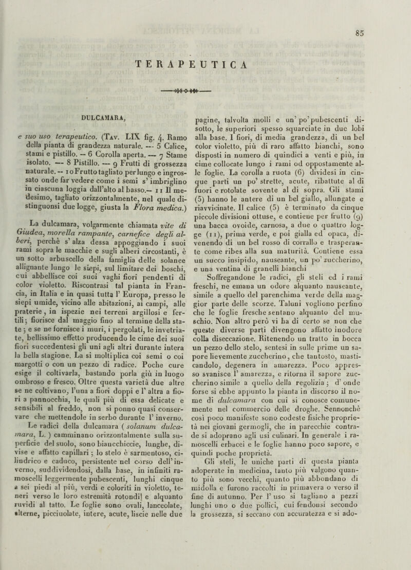 TERAPEUTICA -•**'*44*- DULCAMARA, e suo uso terapeutico. (Tav. LIX fig. 4. Ramo della pianta di grandezza naturale. — 5 Calice, stami e pistillo. -- 6 Corolla aperta. — 7 Stame isolato. —— 8 Pistillo. — g Frutti di grossezza naturale. -- 1 oFrutto tagliato per lungo e ingros¬ sato onde far vedere come i semi s’imbriglino in ciascuna loggia dall’alto al basso.— 11 II me¬ desimo, tagliato orizzontalmente, nel quale di- stinguonsi due logge, giusta la Flora medica.) La dulcamara, volgarmente chiamata vite di Giudea, morella rampante, carnefice degli al¬ beri^ perche s’alza dessa appoggiando i suoi rami sopra le macchie e sugli alberi circostanti, è un sotto arbuscello della famiglia delle solanee allignante lungo le siepi, sul limitare dei boschi, cui abbellisce coi suoi vaghi fiori pendenti di color violetto. Riscontrasi tal pianta in Fran¬ cia, in Italia e in quasi tutta 1’ Europa, presso le siepi umide, vicino alle abitazioni, ai campi, alle praterie , in ispezie nei terreni argillosi e fer¬ tili; fiorisce dal maggio fino al termine della sta¬ te ; e se ne fornisce i muri, i pergolati, le invetria¬ te, bellissimo effetto producendo le cime dei suoi fiori succedentesi gli uni agli altri durante intera la bella stagione. La si moltiplica coi semi o coi margotti o con un pezzo di radice. Poche cure esige il coltivarla, bastando porla giù in luogo ombroso e fresco. Oltre questa varietà due altre se ne coltivano, l’una a fiori doppi e P altra a fio¬ ri a pannocchia, le quali più di essa delicate e sensibili al freddo, non si ponno quasi conser¬ vare che mettendole in serbo durante l’inverno. Le radici della dulcamara ( solanum dulca¬ mara, L. ) camminano orizzontalmente sulla su¬ perficie del suolo, sono biaucchiccie, lunghe, di¬ vise e affatto capillari ; lo stelo è sarmentoso, ci¬ lindrico e caduco, persistente nel corso dell’in¬ verno, suddividendosi, dalla base, in infiniti ra¬ moscelli leggermente pubescenti, lunghi cinque a sei piedi al più, verdi e coloriti in violetto, te¬ neri verso le loro estremità rotondi] e alquanto ruvidi al tatto. Le foglie sono ovali, lanceolate, ilterne, picciuolate, intere, acute, liscie nelle due pagine, talvolta molli e un’po’pubescenti di¬ sotto, le superiori spesso squarciate in due lobi alla base. I fiori, di media grandezza, di un bel color violetto, più di raro affatto bianchi, sono disposti in numero di quindici a venti e più, in cime collocate lungo i rami od oppostamente al¬ le foglie. La corolla a ruota (6) dividesi in cin¬ que parti un po’ strette, acute, ribattute al di fuori e rotolate sovente al di sopra. Gli stami (5) hanno le antere di un bel giallo, allungate e riavvieinate. Il calice (5) è terminato da cinque piccole divisioni ottuse, e contiene per frutto (9) una bacca ovoide, carnosa, a due o quattro log¬ ge (11), prima verde, e poi gialla ed opaca, di¬ venendo di un bel rosso di corrallo e trasperan¬ te come ribes alla sua maturità. Contiene essa un succo insipido, nauseante, un po’zuccherino, e una ventina di granelli bianchi Soffogandone le radici, gli steli ed i rami freschi, ne emana un odore alquanto nauseante, simile a quello del parenchima verde della mag¬ gior parte delle scorze. Taluni vogliono perfino che le foglie fresche sentano alquanto del mu¬ schio. Non altro però vi ha di certo se non che queste diverse parti divengono affatto inodore colla diseccazione. Ritenendo un tratto in bocca un pezzo dello stelo, sentesi in sulle prime un sa¬ pore lievemente zuccherino, che tantosto, masti¬ candolo, degenera in amarezza. Poco appres¬ so svanisce 1’ amarezza, e ritorna il sapore zuc¬ cherino simile a quello della regolizia ; d’ onde forse si ebbe appunto la pianta in discorso il no¬ me di dulcamara con cui si conosce comune¬ mente nel commercio delle droghe. Sennonché così poco manifeste sono codeste fisiche proprie¬ tà nei giovani germogli, che in parecchie contra¬ de si adoprano agli usi culinari. In generale i ra¬ moscelli erbacei e le foglie hanno poco sapore, e quindi poche proprietà. Gli steli, le uniche parli di questa pianta adoperate in medicina, tauto più valgono quan¬ to più sono vecchi, quanto più abbondano di midolla e furono raccolti in primavera o verso il fine di autunno. Per 1’ uso si tagliano a pezzi lunghi uno o due pollici, cui fendousi secondo la grossezza, si seccano con accuratezza e si ado-