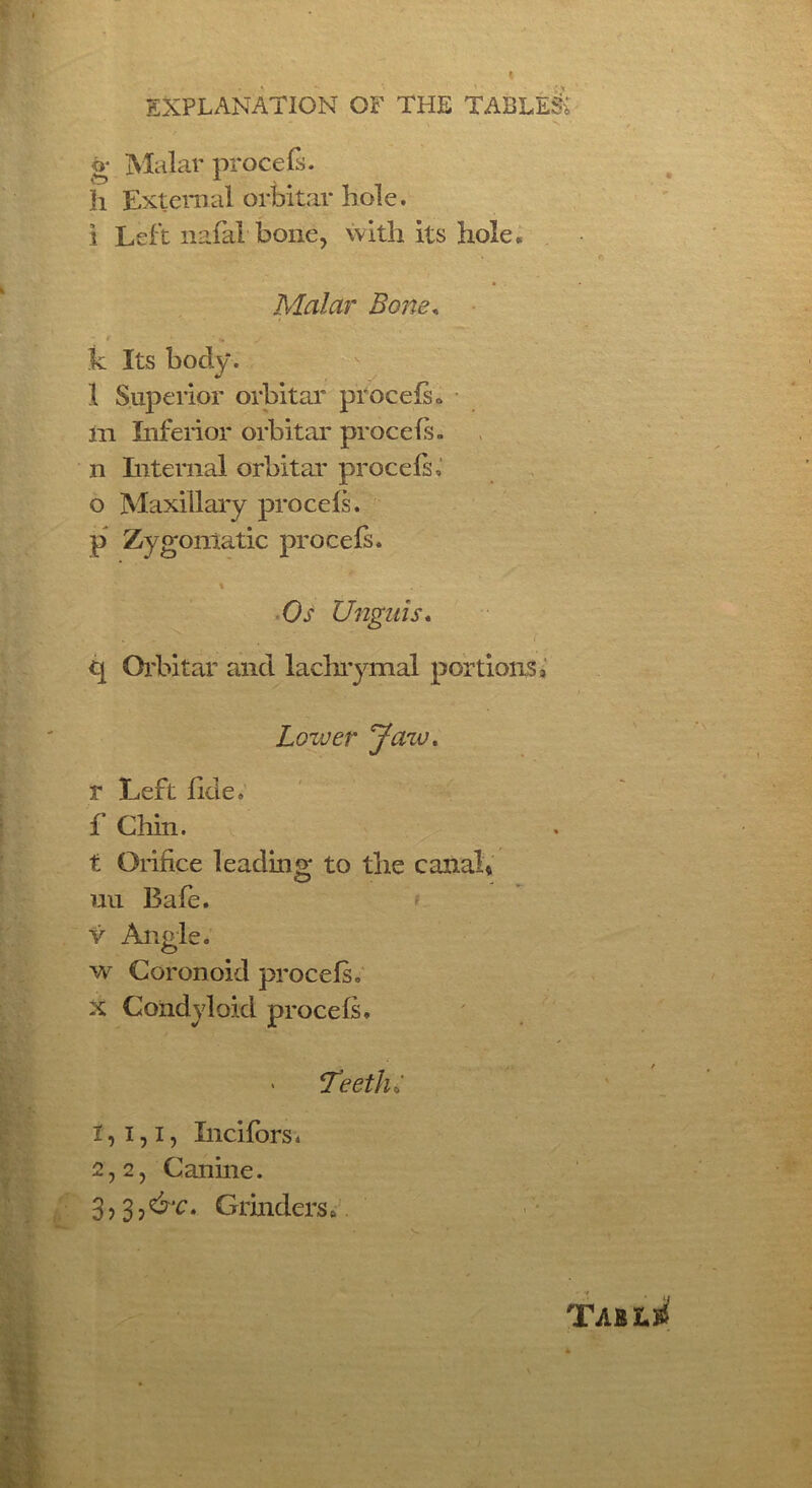 - \ • *s • , & Malar procefs. A v # h Ext era al orbital* hole, i Left nafal bone, with its hole. Malar Bone, ' * ' ♦» y k Its body . 1 Superior orbitar procefs <> m Inferior orbitar procefs. n Internal orbitar procefs, o Maxillai*y procefs. p Zygomatic procefs. Os Unguis. q Orbitar and lachrymal portions 3 Lower yaw. r Left fide, f Chin. t Orifice leading; to the canal* uu Bafe. v Angle. w Coronoid procefs. x Condyloid procefs. Teeth: I, i,i, Incifors. 2.2, Canine. 3.3, ^’c. Grindersa • ^ TabxJ