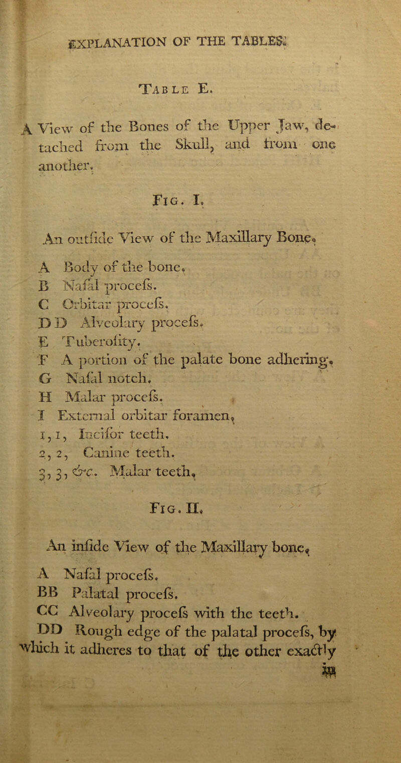 P . Table E. A View of the Bones of the Upper Jaw, de- tached from the Skull, and from one another. Fig. I. An outiide View of the Maxillary Bone® A Body of the bone. B Nafal procefs. C Orbitar procefs. D D Aiveolary procefs. E Tuber of ity. F A portion of the palate bone adhering, G Nafal notch. H Malar procefs. I External orbitar foramen, 1.1, Iticifor teeth, 2.2, Canine teeth. 3, 3, cre. Malar teeth, • * * V Fig.IL An infide View of the Maxillary bone, A Nafal procefs. BB Palatal procefs. CC ALeolary procefs with the teeth. DD Rough edge of the palatal procefs, by Much it adheres to that of the other exactly m