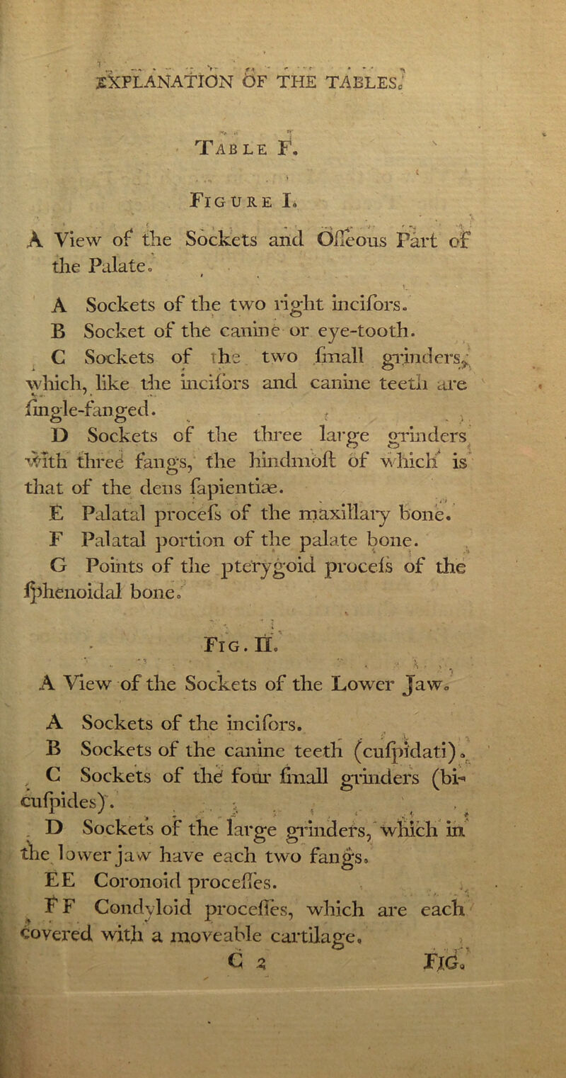 r EXPLANATION t)F THE TABLES; Table F. Figure I. A View of the Sockets and Gfleous Part of v * the Palate,, » A Sockets of the two right incifors. B Socket of the canine or eye-tooth. C Sockets of the two fmall grinders,,; which, like the incifors and canine teeth are nngle-fanged. D Sockets of the three large grinders ^ith three fangs, the hindmoft of which is that of the dens fapientiae. E Palatal procefs of the maxillary hone. F Palatal portion of the palate bone. G Points of the pterygoid procefs of the jfphenoidal bone. Fig.IL *• ■ *- > • > A View of the Sockets of the Lower Jaw, A Sockets of the incifors. B Sockets of the canine teeth (cufpidati)» C Sockets of thd four finall grinders (bh cufpides). _ . . j .. , , ;.t _ . . D Sockets of the large ganders, which in the lower jaw have each two fangs. EE Coronoid procefles. FF Condyloid procefles, which are each covered with a moveable cartilage, C Z Fjg7