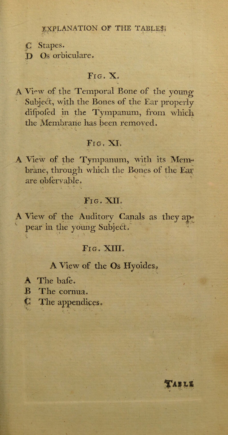 C Stapes. X) Os orbicuiare. ’v Fig. X, A Vi^w of tjie Temporal Bone of the young Subject, with the Bones of the Ear properly difpofed in the Tympanum, from which the Membrane has been removed» . . ' -V ■ ■ •• '■! • -1 Fig. XI. A View of the Tympanum, with its Mem- brane, through which the Bones of the Ear are pbfervable. - ■ * . Fig. XXL V A A View of the Auditory Canals as they ap- pear in the young Subjed:. \ 4 » ’ Fig. XIII. -- / A View of the Os Hyoidesa A The bale. B The cornua. C The appendices o Tails