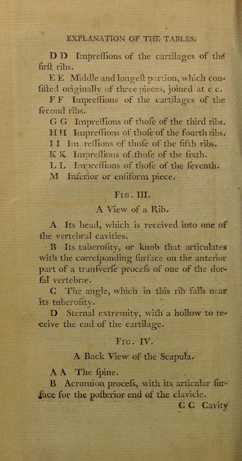 D D Impreftions of the cartilages of the firft ribs. E E Middle and longed p rtion, which con-' lifted originally of three pieces, joined at c c. F F Impreftions of the cartilages of the fecond ribs. G G Impreftions of thofe of the third ribs. H H Impreftions of thole of the fourth ribs; I I Im reftions of thofe of the fifth ribs. K K Impreftlcjns of. thofe of the fixth. E L Impreftions of thofe of the feventh. M Inferior or eniiform piece. Fig. III. \ A View of a Rib. A Its head, which is received into one of the vertebral cavities. ' B Its tuberolity, or knob that articulates with the correfponding fur face on the anterior part of a tranfverfe procefs of one of the dor- f'al vertebrae. C The angle, which in this rib' falls near its tuberolity. D Sternal extremity, with a hollow to re* ■ceive the end of the cartilage. . Fic . IV. A Ba.ck View of the Scapula. A A The fpine. B Acromion procefs, with its articular nuv face for the pofterior end of the clavicle. C G Cavity