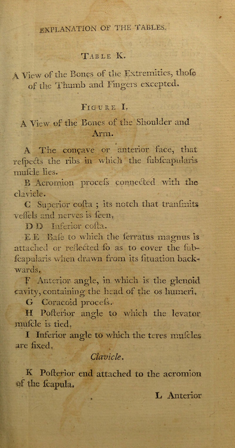 Table K. View of the Bones of the Extremities, tliofo of the Thumb and Fingers excepted. i Figure I. A View of the Bones of the Shoulder and Arm. i A The concave or anterior face, that refpe&s the ribs in which the fabfcapidaris mufcle lies. B Acromion procefs connetfted with the clavicle. C Superior cofta ; its notch that transmits veffels and nerves is feen, D D Inferior cofta. E E Bale to which the ferratus magnus is attached or reflected fo as to cover the fub- fcapularis when drawn from its fituation back- wards, F Anterior- angle, in which is the glenoid cavity, containing the head of the os humeri, G Coracoid procefs. H Pofterior angle to which the levator mufcle is tied. I Inferior angle to which the teres muicles are fixed. Clavicle. K Pofterior end attached to the acromion of the fcapula. L Anterior