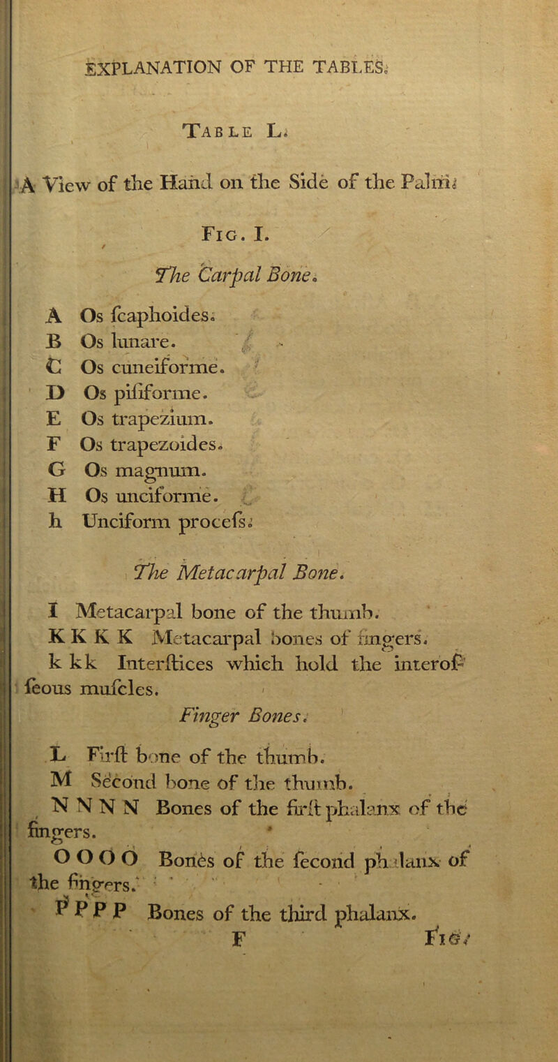 Table In • » A View of the Hand on the Side of the Palm* Fig. I. / The Carpal Bone. A Os fcaphoides. B Os lunare. t Os cuneiforme. D Os piliforme. E Os trapezium. F Os trapezoides. G Os magnum. H Os unciforme. h Unciform procefs. The Metacarpal Bone. I Metacarpal bone of the thumb. KKKK Metacarpal bones of fingers. k kk Interibices which hold the interop feous mufcles. Finger Bones. T-j Fir ft bone of the thumb. M Se'cond bone of the thumb. N N N N Bones of the ftrlt phalanx of the fingers. OOOO Bones of the fecond phdanx of the fingers.- ; ’ ‘ P P P P Bones of the third phalanx. F Figv