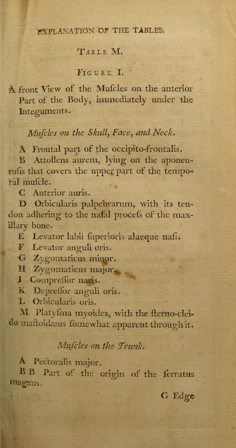 Tab le M. Figure I. A front View of the Mufcles on the anterior Part of the Body, immediately under the Integuments. Mufcles on the Skull, Face, and Neck. A Frontal part of the occipito-ffontalis. B Attollens aureiri, lying on the aponeu- rohs that covers the upper part of the tempo- ral mufcle. G Anterior auris. D Orbicularis palpebrarum, with its ten- don adhering to the nafal procefs of the max- illary bone. E Levator labii fiiperioris alaeque nafi. F Levator ano-uli Gris. o G Zygomaticus miqor. H Zygomaticus major. I Comprellbr naris. x K Depreifor anguli oris. L Orbicularis oris. M Platyfma myoides, with the fterno-clei- Cl° maftoidaeus tome what apparent through it. Mufcles on the Trunk. A Pectoralis major. B B Part of the origin of the terratus niagnus. G Edge