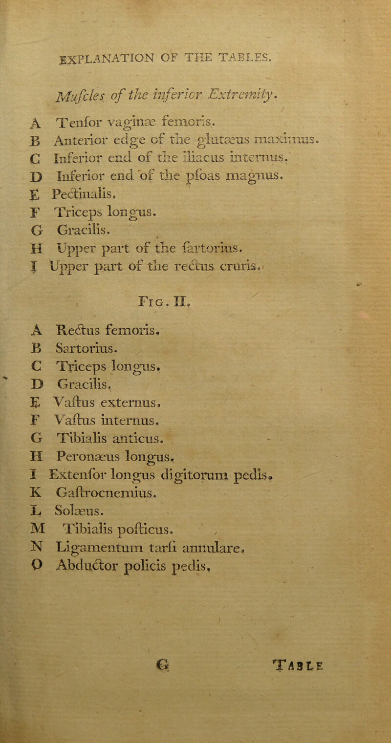 Mufcles of the inferior Extremity. A Tenfor vaginae femcrls, B Anterior edge of the giutseus max C Inferior end of the iliacus interims. D Inferior end of the pfoas magnus. E Pectinalis. F Triceps longus. G Gracilis. H Upper part of the fartorius. I Upper part of the rectus cruris.* Fig. II. A Rechus femoris. B Sartorius. C Triceps longus, D Gracilis. E Vaitus extemus, F Vaitus interims. G Tibialis anticus. H Peronaeus longus, I Extenfor longus digitorum pedis, K Gaftrocnemius. L. Solaeus. M Tibialis pofticus. N Ligamentum tarli annulare, O Abcluftor policis pedis. y.A ♦