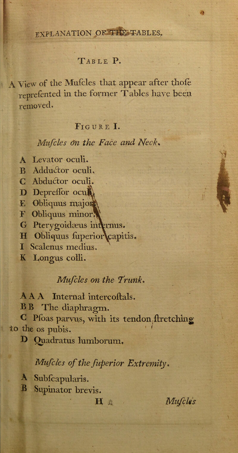Table P. \ View of the Mufcles that appear after thole reprefented hi the former Tables have been removed. Figure I. Mufcles On the Face and Neck. A Levator oculi. B Adduvdor oculi. C Abdutdor oculi. D Deprelfor ocufc E Obliquus majoH^ F Obliquus minor® G Pterygoid ecus inrernus. H Obliquus luperioAcapitis. I Scalenus medius. K Longus colli. Mufcles on the Trunk. AAA Internal intercoftals. B B The diaphragm. C Pfoas parvus, with its tendon,ftretching to the os pubis. ' ' D Quadratus lumborum, Mufcles of the fuperior Extremity. A Subfcapularis. B Supinator brevis.