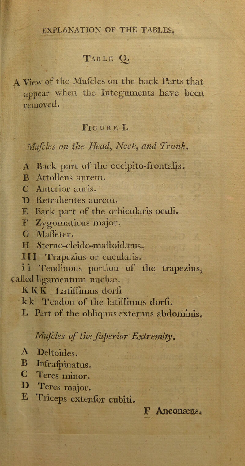 Table Q. A View of the Mufcles on the back Parts that ! appeal' when the Integuments have been removed. Figure I. Mufcles on the Head, Neck, and ’Trunk. A Back part of the occipito-fr on tails« B Attollens aurem. C Anterior auris. D Retrahentes aurem. E Back part of the orbicularis oculi- F Zygomaticus major. G Malle ter. H Sterno-cleido-maftoidaeus. Ill Trapezius or cucularis. i i Tendinous portion of the trapezius^ called ligamentum nuchas. KKK Latiflimus dorfi kk Tendon of the latidimus dorfi. E Pai't of the obliquus externus abdominis« Mufcles of the fuperior Extremity, A Deltoides. B Infrafpinatus. G ’Feres minor. II Teres major. F Triceps extendin' cubid. F Anconeus*