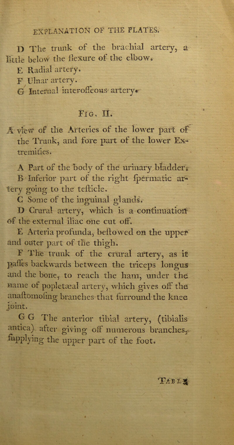 D The trunk of the brachial artery, a little below the flexure of the elbow0 E Radial artery. F Ulnar artery. G Internal kiteroffeous- artery* Fig. EL A view of the Arteries of the lower part of the Trunk, and fore part of the lower Ex- tremities. A Part of the body of the urinary bladder* B Inferior part of the right fpermatic ar- tery going to the tefticle. C Some of the inguinal glands. D Crural artery, which is a continuation of the external iliac one cut off'. E Arteria profunda, bellowed on the upper and outer part of the thigh. F The trunk of the crural artery, as it paffes backwards between the triceps longus and the bone, to reach the ham, under the name of popletmal artery, which gives olf the anaftomoling branches that fiirround the knee joint. G G The anterior tibial artery, (tibialis antica) after giving off' numerous branches, iupplying the upper part of the feet. Tab i $