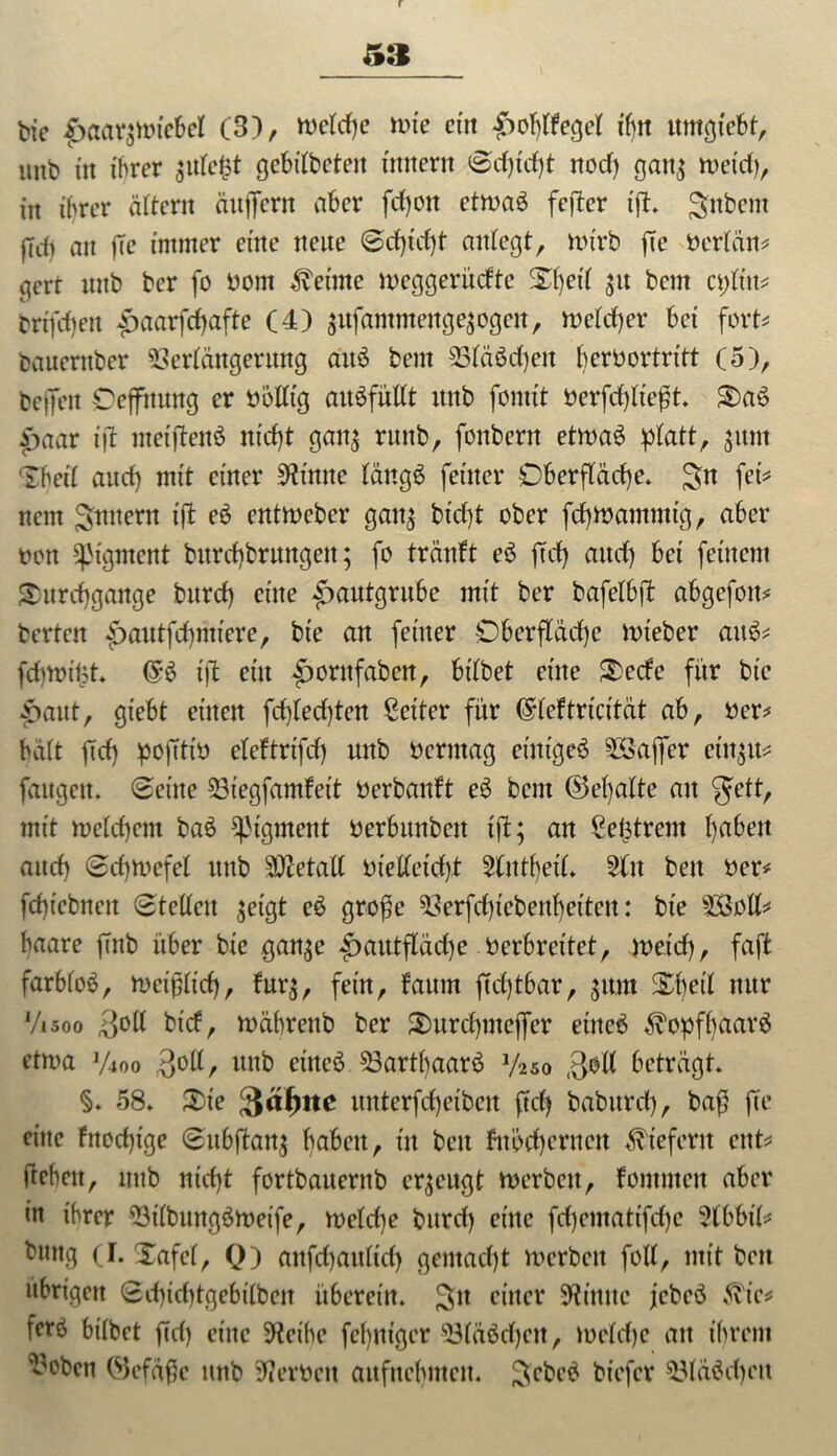 bie |>öar$nHebet (3), welche tote cm £>oblfegel ihn ttmgtebt, imb in ihrer julcfct gcbilbcteit tmtertt ©djicht nod) gaitj toetd), in ihrer ädern duffem aber fcfjon cttoaö fcftcr ift. Sttbcm |Td) ntt jTe immer eine neue ©djidjt aulegt, toirb fie berlän* gert uitb bcr fo bont Meinte toeggerücfte %tyit 31t bcm cplttt* Driften £aarfd)afte (4) ^ufammenge^ogen, welcher bet fort«* bauernber 93erlängermtg a'nö bent 93läöd)en herbortritt (5), bejfen Oeffttung er bollig auäfüllt itnb fontit berfchlteft. Da6 £aar ift meiftenö nid)t gait$ rmtb, fottbern etwas platt, 5mit Dbetl and) mit einer kirnte längs feiner Oberfläche. fei* nein Innern ift eS enttoeber gan^ bt’cfjt ober fd)toamuttg, aber bon Pigment bitrd)brmtgen; fo tränft eS ftd) and) bet feinem Durchgänge bnrd) eine ^autgrube mit ber bafelbft abgcfott* bertcn ibautfdjntiere, bie an feiner Oberfläche toteber attS* fd)totipt ift ein |wrnfabert, bilbet eine Dcdc für bte £aitt, giebt einen fd)led)tcn ßciter für (Srleftrtcität ab, ber* halt fleh pofittb eleftrifd) nnb bermag einiges 5Sajfer eiltet* fangen, ©eine 53iegfamfeit berbanft eS bcm ©chatte an gett, mit toeld)cnt baS Pigment berbunben ift; an ßefetrem haben auch ©chtoefel imb SOcetatt bielleicht 2littbeil. 2tu beit ber* fehtebnen ©teilen ^eigt eS große ^erfd)iebenheitcn: bie 923oll* haare ffnb über bie gan$e |>autflädje berbreitet, weid), faffc farblos, Weißlich, lur$, fein, faitm ftdjtbar, gnm Dhetl nur Vi500 fjoll bid, toährettb ber Durcbnteffer eines Kopfhaars ettoa y4oo fjoll, unb etneö. 33artbaarS V250 ,3oll beträgt. §. 58. Die unterfdjetbett ftd) baburcf), baß fee eine fttoeßige ©ubftanj haben, in bett fnocherncn liefern ent* dehnt, uttb nicht fortbauerub erzeugt toerbett, fommett aber in ihrer 53ilbungStoetfe, toeldje bitrd) eine fd)entattfd)e 5(bbil* bttttg (I. Dafel, Q) aufd)aitlid) gemacht toerbett foll, mit bett übrigen ©d)id)tgebtlben überein. ^tt einer Spinne jcbcS 3vic* fetö bilbet ftd) eine 9teihe fcf)ntger iBläSdjeu, toeldjc an ihrem ^oben ©efäße nnb Serben aitfuehnten. ^cbeb bt'efcr $3läSchctt