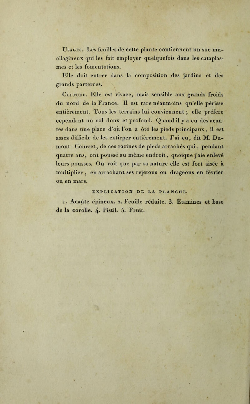 Usages. Les feuilles de cette plante contiennent un suc mn- cilagineux qui les fait employer quelquefois dans les cataplas- mes et les fomentations. Elle doit entrer dans la composition des jardins et des grands parterres. Culture. Elle est vivace, mais sensible aux grands froids du nord de la France. Il est rare néanmoins qu’elle périsse entièrement. Tous les terrains lui conviennent ; elle préféré cependant un sol doux et profond. Quand il y a eu des acan- tes dans une place d’où l’on a ôté les pieds principaux, il est assez difficile de les extirper entièrement. J’ai eu, dit M. Du- mont - Courset, de ces racines de pieds arrachés qui, pendant quatre ans, ont poussé au même endroit, quoique j’aie enlevé leurs pousses. On voit que par sa nature elle est fort aisée à multiplier , en arrachant ses rejetons ou drageons en février ou en mars. EXPLICATION DE LA PLANCHE. x. Acante épineux. 2. Feuille réduite. 3. Etamines et hase de la corolle. 4* Pistil. 5. Fruit.