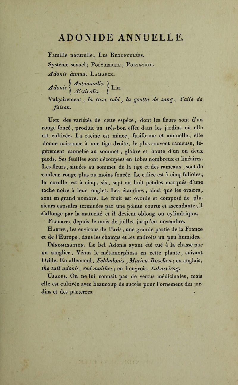 ADONIDE ANNUELLE. Famille naturelle; Les Rjenoncule'es. Système sexuel; Polyandrie, Polygynie. si uonis . ) Autumnalis. ) Adonis \ ^ . .. > Lin. ( Æstwalis. ) Vulgairement la rose rubi, la goutte de saiu l’aile de Une des variétés de celte espèce, dont les fleurs sont d’un rouge foncé, produit un très-bon effet dans les jardins où elle est cultivée. La racine est mince, fusiforme et annuelle, elle donne naissance à une tige droite, le plus souvent rameuse, lé- gèrement cannelée au sommet , glabre et haute d’un ou deux pieds. Ses feuilles sont découpées en lobes nombreux et linéaires. Les fleurs, situées au sommet de la tige et des rameaux , sont de ■couleur rouge plus ou moins foncée. Le calice est à cinq folioles; la corolle est à cinq, six, sept ou huit pétales marqués d’une tache noire à leur onglet. Les étamines , ainsi que les ovaires, sont en grand nombre. Le fruit est ovoïde et composé de plu- sieurs capsules terminées par une pointe courte et ascendante ; il s’allonge par la maturité et il devient oblong ou cylindrique. Fleurit; depuis le mois de juillet jusqu’en novembre. Habite; les environs de Paris, une grande partie de la France et de l’Europe, dans les champs et les endroits un peu humides. Dénomination. Le bel. Adonis ayant été tué à la chasse par un sanglier, Vénus le métamorphosa en cette plante, suivant Ovide. En allemand, Feldadonis , Marien-Roschen -, en anglais, the tall adonis, red mai thés ; en hongrois, kahasvirag. Usages. On ne lui connaît pas de vertus médicinales, mais elle est cultivée avec beaucoup de succès ponr l’ornemeut des jar- dins et des parterres.