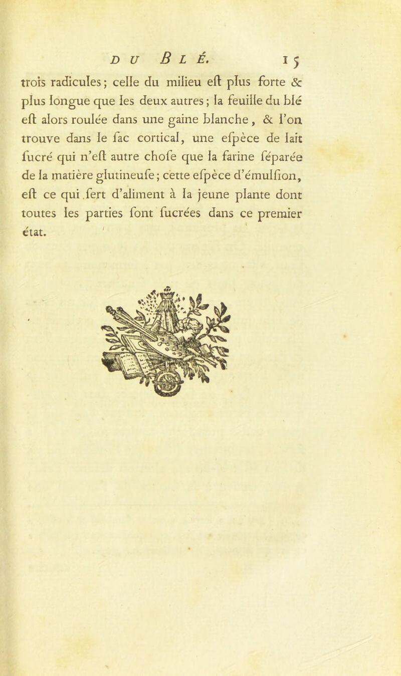 trois radicules ; celle du milieu eft plus forte & plus longue que les deux autres ; ia feuille du blé eft alors roulée dans une gaine blanche, & l’on trouve dans le fac cortical, une efpèce de lait fucré qui n’eft autre chofe que la farine féparée de la matière glutineufe; cette efpèce d’émulfion, eft ce qui fert d’aliment à la jeune plante dont toutes les parties font fucrées dans ce premier état.