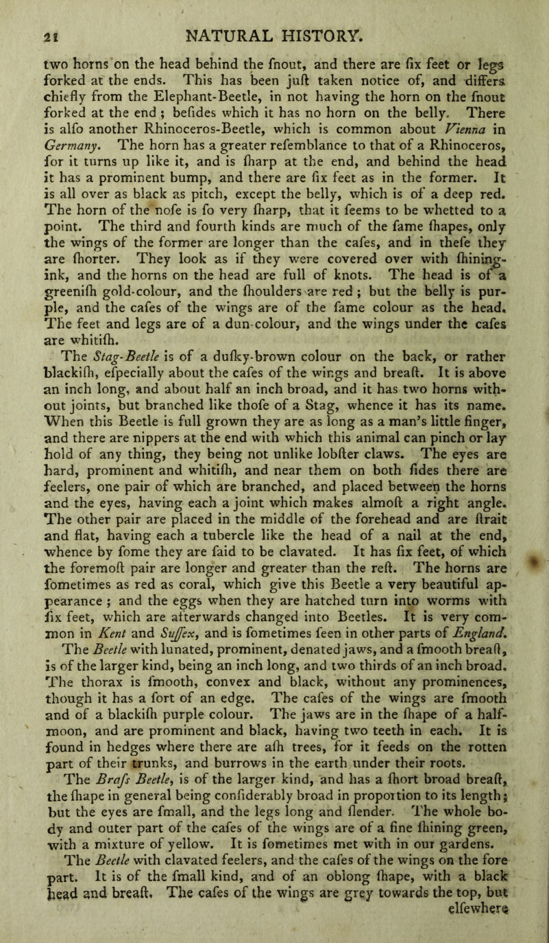 two horns on the head behind the fnout, and there are fix feet or legs forked at the ends. This has been juft taken notice of, and differs chiefly from the Elephant-Beetle, in not having the horn on the fnout forked at the end ; befides which it has no horn on the belly. There is alfo another Rhinoceros-Beetle, which is common about Vienna in Germany, The horn has a greater refemblance to that of a Rhinoceros, for it turns up like it, and is fharp at the end, and behind the head it has a prominent bump, and there are fix feet as in the former. It is all over as black as pitch, except the belly, which is of a deep red. The horn of the' nofe is fo very fharp, that it feems to be whetted to a point. The third and fourth kinds are much of the fame fliapes, only the wings of the former are longer than the cafes, and in thefe they are fhorter. They look as if they were covered over with fhinii^- ink, and the horns on the head are full of knots. The head is oi a greenifli gold-colour, and the ftioulders are red ; but the belly is pur- ple, and the cafes of the wings are of the fame colour as the head. The feet and legs are of a dun-colour, and the wings under the cafes are whitifli. The Stag-Beetle is of a dufky-brown colour on the back, or rather blackifh, efpecially about the cafes of the wings and breaft. It is above an inch long, and about half an inch broad, and it has two horns with- out joints, but branched like thofe of a Stag, whence it has its name. When this Beetle is full grown they are as long as a man’s little finger, and there are nippers at the end with which this animal can pinch or lay hold of any thing, they being not unlike lobfter claws. The eyes are hard, prominent and whitifli, and near them on both fides there are feelers, one pair of which are branched, and placed between the horns and the eyes, having each a joint which makes almoft a right angle. The other pair are placed in the middle of the forehead and are ftrait and flat, having each a tubercle like the head of a nail at the end, whence by fome they are faid to be clavated. It has fix feet, of which the foremoft pair are longer and greater than the reft. The horns are fometimes as red as coral, which give this Beetle a very beautiful ap- pearance ; and the eggs when they are hatched turn into worms with fix feet, w^hich are afterwards changed into Beetles. It is very com- mon in Kent and Sujfex^ and is fometimes feen in other parts of England, The Beetle wdth lunated, prominent, denated jaws, and a fmooth breaft, is of the larger kind, being an inch long, and two thirds of an inch broad. The thorax is fmooth, convex and black, without any prominences, though it has a fort of an edge. The cafes of the wings are fmooth and of a blackifli purple colour. The jaws are in the fliape of a half- moon, and are prominent and black, having two teeth in each. It is found in hedges where there are afli trees, for it feeds on the rotten part of their trunks, and burrows in the earth under their roots. The Brafs Beetle^ is of the larger kind, and has a fliort broad breaft, the fliape in general being confiderably broad in proportion to its length; but the eyes are fmall, and the legs long and flender. The whole bo- dy and outer part of the cafes of the wings are of a fine fhining green, with a mixture of yellow. It is fometimes met with in our gardens. The Beetle with clavated feelers, and the cafes of the wings on the fore part. It is of the fmall kind, and of an oblong fliape, with a black he^d and breaft. The cafes of the wings are grey towards the top, but elfewher^