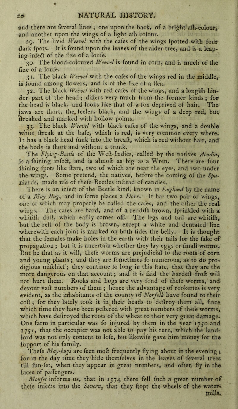 and there are feveral lines ; one upon the back, of a bright afh-colour, and another upon the wings of a light afh-colour. 29. The livid IVeevel with the cafes of the wings fpotted with four dark fpots. It is found upon the leaves of the alder-tree, and is a leap- ing inle6l of the fize of a loiife. 30 The blood-coloured Weevel is found in corn, and is much of the ilze of a loufe. 31. The black Weevel with the cafes of the wings red in the.middle, is found among flowers, and is of the fize of a flea. 32. The black Wee^el with red cafes of the wings, and a longifh hin- der part of the head ; differs very much from the former kinds; for the head is black, and looks like that of a fox deprived of hair. The Jaws are fliort, the^ feelers black, and the wings of a deep red, but Rreaked and marked with hollow points. 33. The black Weevel wdth black cafes of the wings, and a double ■white ftreak at the bafe, which is red, is very common every where. It has a black head funk into the breaft, which is red without hair, and the body is fhort and without a trunk. The Flying-Beetle of the Weft-Indies, called by the natives Acudiay is a fhining infeft, and is almoft as big as a Wren. There are four Ihining fpots like ftars, two of which are near the eyes, and two under the wings. Some pretend, the natives, before the coming of the Spa- niards, made ufe of thefe Beetles inftead of candles. I'here is an infedl of the Beetle kind, knowm in England by the name of a May Bug^ and in fome places a Dorr. It has tw^o pair of wings, one of wdiich may properly be called the caies, and the other the real wings, ihe cafes are hard, and of a reddifh brown, fprinkled with a whitifh duft, which eafiiy comes off. The legs and tail are whitilh, hut the reft of the body is brown, except a white and dentated line ■w’herewdth each joint is marked on both fides the belly. It is thought that the females make holes in the earth with their tails for the fake of propagation ; but it is uncertain whether they lay eggs or fmall worms. But be that as it will, thefe worms are prejudicial to the roots of corn and young plants; and they are fometimes fo numerous, as to do pro- digious mifchief; they continue io long in this ftate, that they are the more dangerous on that account; and it is faid the hardeft froft will not hurt them. Rooks and hogs are very lond of thele worms, and devour vaft numbers of them ; hence the advantage of rookeries is very evident, as the iiftiabitants of the county of Norfolk have found to their coft ; for they lately took it in^their heads to deftroy them all, fince which time they have been peftered with great numbers of thefe worms,, •w'hich have deuroyed the roots of the wheat to their very great damage. One farm in particular was fo injured by them in the year 1750 and 1751, that the occupier was not able to pay his rent, which the land- lord was not only content to lofe, but likevvife gave him money for the fupport of his family. Thefe May-hugs are feen moft frequently flying about in the evening ; for in the day time they hide themfelves in the leaves of feveral trees till fun-fet, when they appear in great numbers, and often fly in the faces of paftengers. Moufet informs us, that in 1574 there fell fuch a great number of ♦hefe infedts into the Severn, that they ftopt the wheels of the w’ater^ inil)$,.