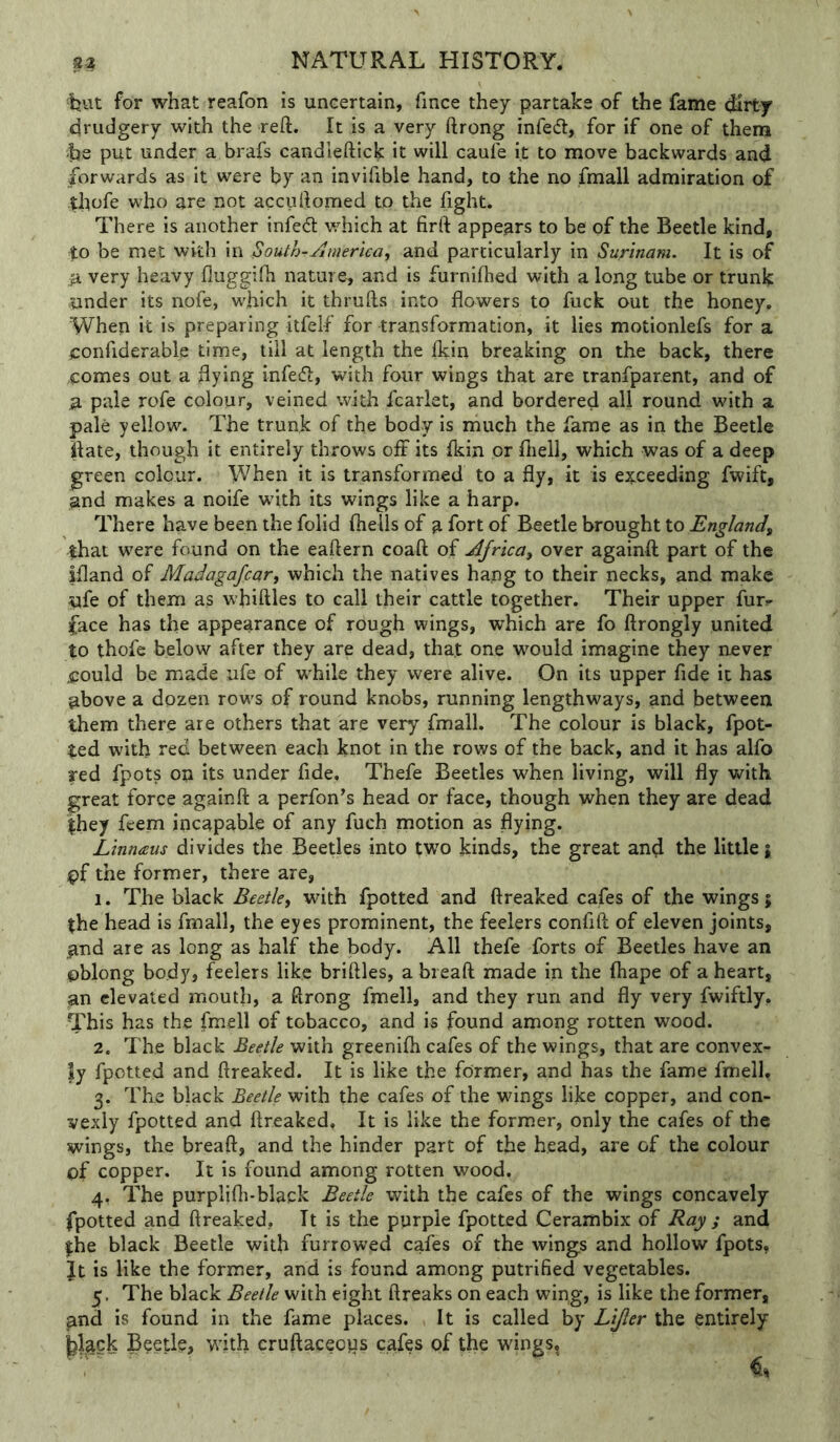 'but for what reafon is uncertain, fince they partake of the fame dirty drudgery with the reft. It is a very ftrong infed, for if one of them bs put under a brafs candleftick it will caufe it to move backwards and forwards as it were by an invifible hand, to the no fmall admiration of thofe who are not accuftomed to the fight. There is another infedl which at firft appears to be of the Beetle kind, to be met with in Bouth-America, and particularly in Surinam. It is of a very heavy fluggifh nature, and is furnifhed with a long tube or trunk under its nofe, which it thrufts into flowers to fuck out the honey. When it is preparing itfeif for transformation, it lies motionlefs for a jconfiderable time, till at length the Ikin breaking on the back, there .comes out a flying infedl, with four wings that are tranfpar.ent, and of a pale rofe colour, veined with fcarlet, and bordered all round with a pale yellow. The trunk of the body is much the fame as in the Beetle llate, though it entirely throws off its fkin or fliell, which was of a deep green colour. When it is transformed to a fly, it is e2;ceeding fwift, and makes a noife w'ith its wings like a harp. There have been the folid flieils of a fort of Beetle brought to England, that were found on the eaftern coaft of Africa, over againft part of the ifland of Madagafcar, which the natives hang to their necks, and make ufe of them as whiftles to call their cattle together. Their upper fur? face has the appearance of rough wings, which are fo ftrongly united to thofe below after they are dead, that one would imagine they never jpould be made ufe of while they were alive. On its upper fide it has above a dozen rows of round knobs, running lengthways, and between them there are others that are very fmall. The colour is black, fpot- ted with red between each knot in the rows of the back, and it has alfo red fpots on its under fide. Thefe Beetles when living, will fly with great force againft a perfon’s head or face, though when they are dead they fcem incapable of any fuch motion as flying. Linnaus divides the Beetles into two kinds, the great and the little j ipf the former, there are, 1. The black Beetle, with fpotted and ftreaked cafes of the wings 5 the head is fmall, the eyes prominent, the feelers confift of eleven joints, |ind are as long as half the body. All thefe forts of Beetles have an oblong body, feelers like briftles, a breaft made in the fhape of a heart, an elevated mouth, a ftrong fmell, and they run and fly very fwiftly. This has the fmell of tobacco, and is found among rotten wood. 2. The black Beetle with greenilh cafes of the wings, that are convex- iy fpotted and ftreaked. It is like the former, and has the fame fmell, 3. The black Beetle with the cafes of the wdngs like copper, and con- vexly fpotted and ftreaked. It is like the former, only the cafes of the wings, the breaft, and the hinder part of the head, are of the colour of copper. It is found among rotten wood. 4. The purplifli-black Beetle with the cafes of the wings concavely fpotted and ftreaked, It is the purple fpotted Cerambix of Ray ; and |;he black Beetle with furrowed cafes of the wings and hollow fpots, Jt is like the former, and is found among putrified vegetables. 5. The black Beetle with eight ftreaks on each wing, is like the former, and is found in the fame places. It is called by Lijler the entirely yack Beetle, with cruftaceoys cafes pf the wings,