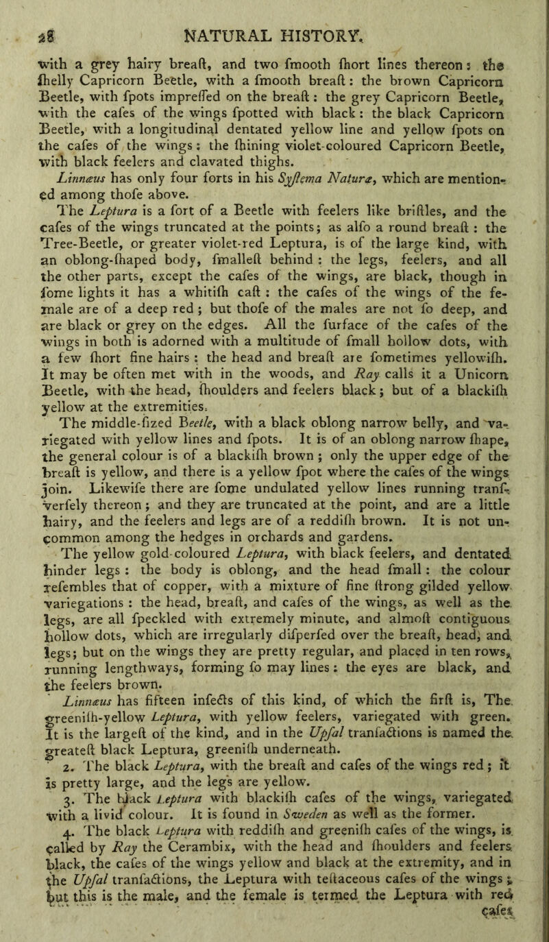 with a grey hairy breaft, and two fmooth ftiort lines thereon! the (helly Capricorn Beetle, with a fmooth breaft: the brown Capricorn Beetle, with fpots imprefted on the breaft: the grey Capricorn Beetle, w ith the cafes of the wings fpotted with black: the black Capricorn Beetle, with a longitudinal dentated yellow line and yellqw fpots on the cafes of the wings; the ftiining violet-coloured Capricorn Beetle, with black feelers and clavated thighs. Linnaus has only four forts in his Syjima Natura^ which are mention- ed among thofe above. The Leptura is a fort of a Beetle with feelers like brifiles, and the cafes of the wings truncated at the points; as alfo a round breaft : the Tree-Beetle, or greater violet-red Leptura, is of the large kind, with an oblong-fhaped body, fmalleft behind : the legs, feelers, and all the other parts, except the cafes of the wings, are black, though in fome lights it has a whitifti caft : the cafes of the wings of the fe- male are of a deep red ; but thofe of the males are not fo deep, and are black or grey on the edges. All the furface of the cafes of the ■wings in both is adorned with a multitude of fmall hollow dots, with a few fhort fine hairs : the head and breaft are fometimes yellowifh. It may be often met with in the woods, and Ray calls it a Unicorn Beetle, with the head, ihoulders and feelers black; but of a blackifh yellow at the extremities^ The middle-fized V>eetk, with a black oblong narrow belly, and 'va- riegated with yellow lines and fpots. It is of an oblong narrow fhape, the general colour is of a blackifh brown ; only the upper edge of the breaft is yellow, and there is a yellow fpot where the cafes of the wings join. Likewife there are fome undulated yellow lines running tranf- verfely thereon; and they are truncated at the point, and are a little hairy, and the feelers and legs are of a reddifh brown. It is not un-r c:ommon among the hedges in orchards and gardens. The yellow gold-coloured Leptura, with black feelers, and dentated hinder legs : the body is oblong, and the head fmall: the colour refembles that of copper, with a mixture of fine ftrong gilded yellow variegations ; the head, breaft, and cafes of the wings, as well as the legs, are all fpeckled with extremely minute, and almoft contiguous hollow dots, which are irregularly difperfed over the breaft, head, and legs; but on the wings they are pretty regular, and placed in ten rows^ running lengthways, forming fo may lines: the eyes are black, and the feelers brown. Linnaus has fifteen infedls of this kind, of which the firft is. The. greenilh-yellow Leptura, with yellow feelers, variegated with green. It is the largeft of the kind, and in the Upfal tranfadions is named the. greateft black Leptura, greenilh underneath. 2. The black Leptura, with the breaft and cafes of the wings red; it is pretty large, and the legs are yellow. 3. The black Leptura with blackifh cafes of the wings, variegated with a livid colour. It is found in Snueden as well as the former. 4. The black Leptura with reddifh and greenifh cafes of the wings, is galled by Ray the Cerambix, with the head and fhoulders and feelers black, the cafes of the wings yellow and black at the extremity, and in ^he Upfal tranfadions, the Leptura with teftaceous cafes of the wings i but this is the male, and the female is termed the Leptura with red cafes