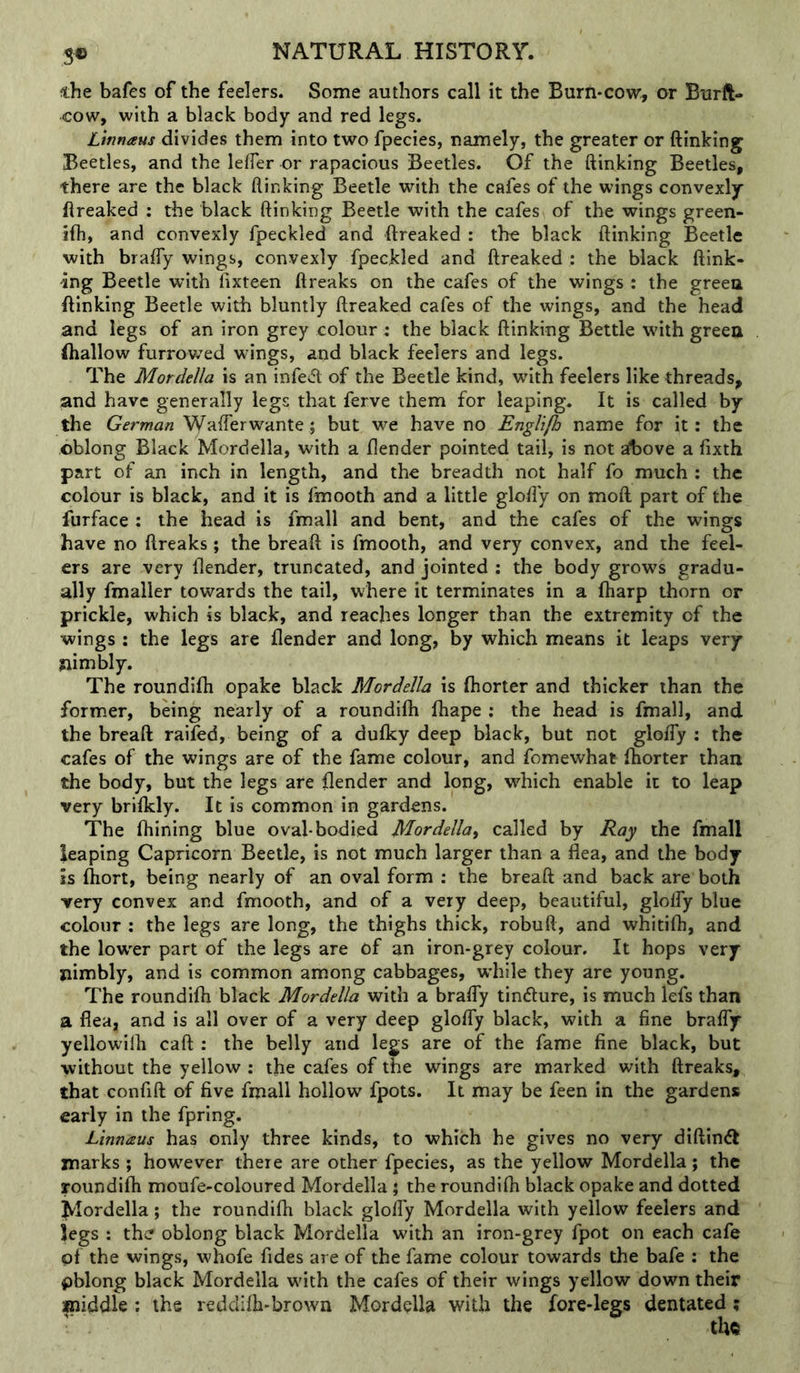 5® che bafes of the feelers. Some authors call it the Burn-cow, or Burft- cow, with a black body and red legs. Linnaus divides them into two fpecies, namely, the greater or ftinking Beetles, and the lelTer or rapacious Beetles. Of the ftinking Beetles, there are the black ftinking Beetle with the cafes of the wings convexly ftreaked : the black ftinking Beetle with the cafes of the wings green- ifh, and convexly fpeckled and ftreaked : the black ftinking Beetle with brafly wings, convexly fpeckled and ftreaked : the black (link- ing Beetle with fixteen ftreaks on the cafes of the wings : the green ftinking Beetle with bluntly ftreaked cafes of the wings, and the head and legs of an iron grey colour: the black ftinking Bettle with green (hallow furrowed wings, and black feelers and legs. The Mordella is an infe<5l of the Beetle kind, with feelers like threads, and have generally legs that ferve them for leaping. It is called by the German Wafferwante; but we have no Engli/h name for it: the oblong Black Mordella, with a ftender pointed tail, is not albove a fixth part of an inch in length, and the breadth not half fo much : the colour is black, and it is ('mooth and a little glofty on mod part of the furface : the head is fmall and bent, and the cafes of the wings have no ftreaks; the bread is fmooth, and very convex, and the feel- ers are very ftender, truncated, and jointed : the body grows gradu- ally fmaller towards the tail, where it terminates in a (harp thorn or prickle, which is black, and reaches longer than the extremity of the wings: the legs are ftender and long, by which means it leaps very nimbly. The roundifh opake black Mordella is (horter and thicker than the former, being nearly of a roundfth fhape : the head is fmall, and the bread raifed, being of a du(ky deep black, but not gloffy : the cafes of the wings are of the fame colour, and fomewhat (horter than the body, but the legs are (lender and long, w^hich enable it to leap very brifkly. It is common in gardens. The (hining blue oval-bodied Mordella^ called by Ray the fmall leaping Capricorn Beetle, is not much larger than a flea, and the body is (hort, being nearly of an oval form : the bread and back are both very convex and fmooth, and of a very deep, beautiful, glofty blue colour : the legs are long, the thighs thick, robuft, and whiti(h, and the low'er part of the legs are of an iron-grey colour. It hops very nimbly, and is common among cabbages, wdiile they are young. The roundilh black Mordella with a brafty tindlure, is much lefs than a flea, and is all over of a very deep glofty black, with a fine brafly yellowilh caft : the belly and legs are of the fame fine black, but without the yellow : the cafes of the wings are marked with ftreaks^ that confift of five fmall hollow fpots. It may be feen in the gardens early in the fpring. Linnaus has only three kinds, to which he gives no very diftindf marks ; however there are other fpecies, as the yellow Mordella; the roundilh moufe-coloured Mordella; the roundi(h black opake and dotted Mordella; the roundi(h black glofty Mordella with yellow feelers and legs : thv? oblong black Mordella with an iron-grey fpot on each cafe of the wings, whofe fides are of the fame colour towards the bafe : the oblong black Mordella with the cafes of their wings yellow down their middle ; the reddiih-brown Mordella with the fore-legs dentated;